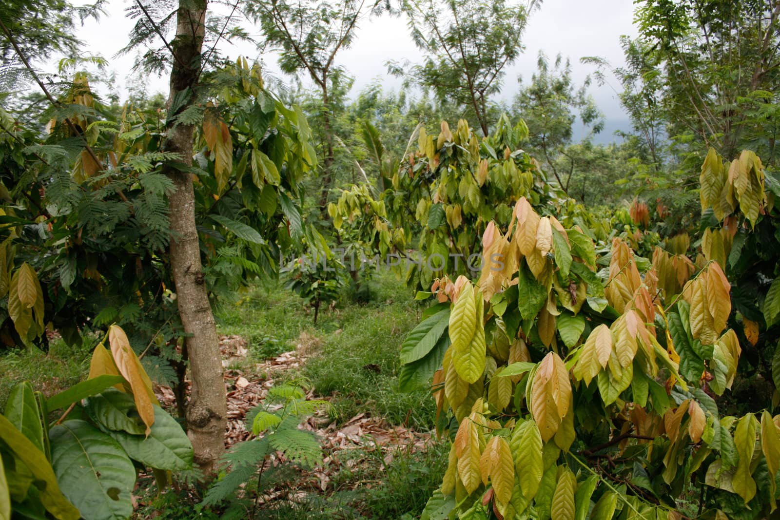 Cacao plantation by leeser