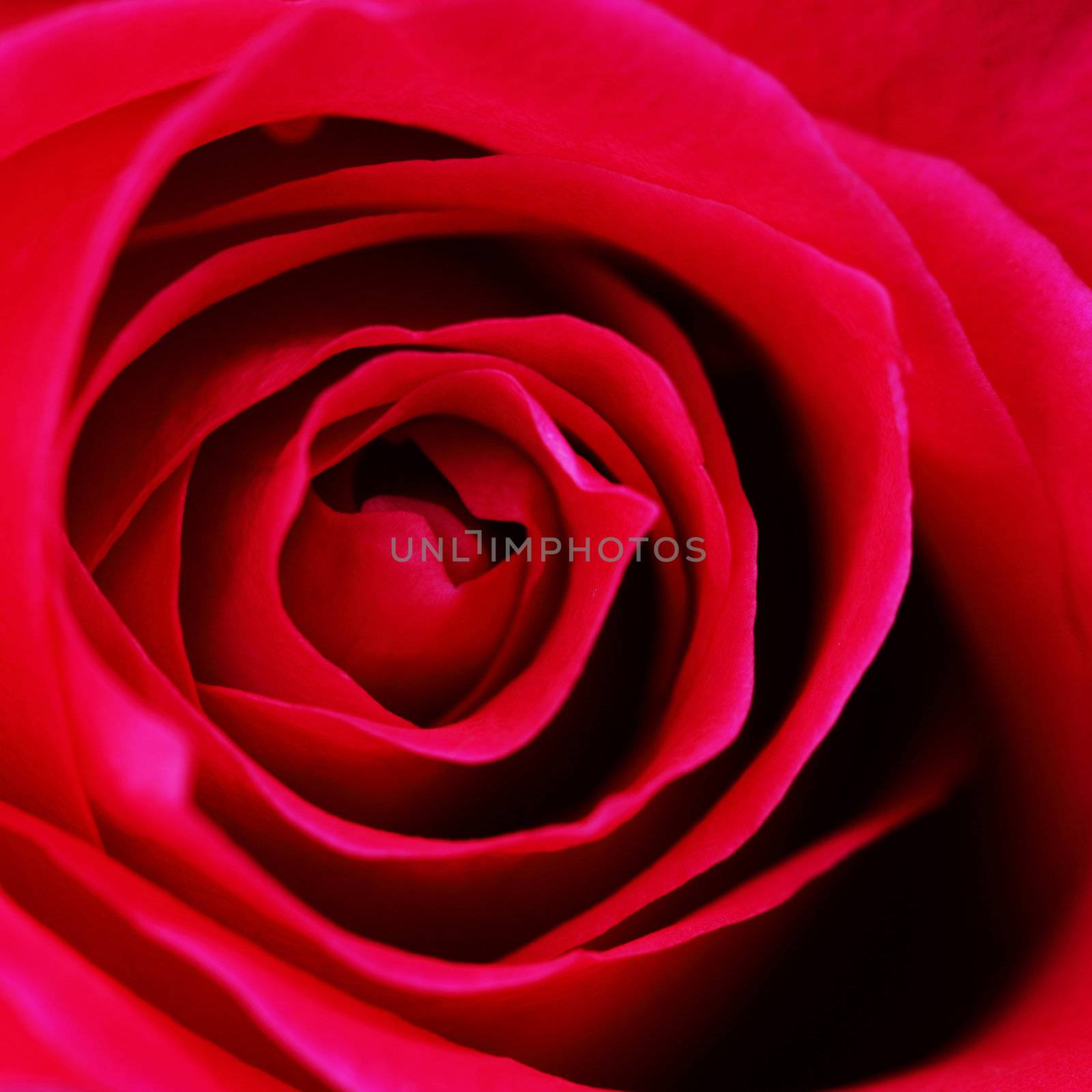 pink rose by Yellowj