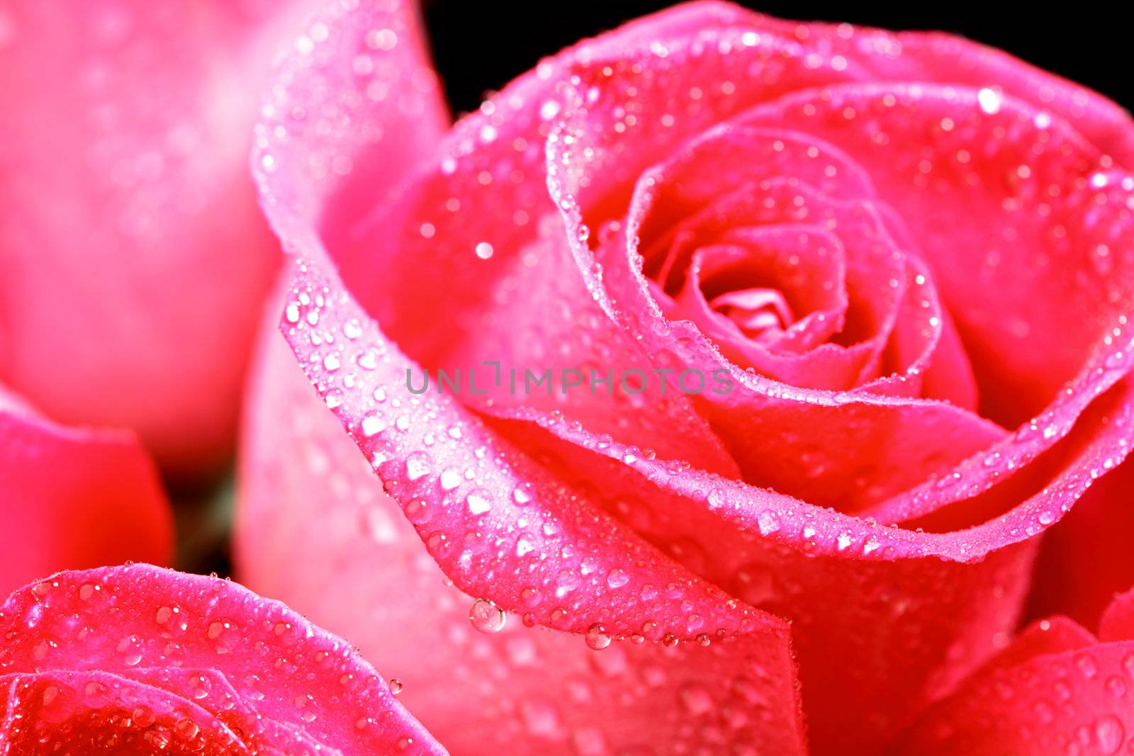 pink rose in water drops macro close up