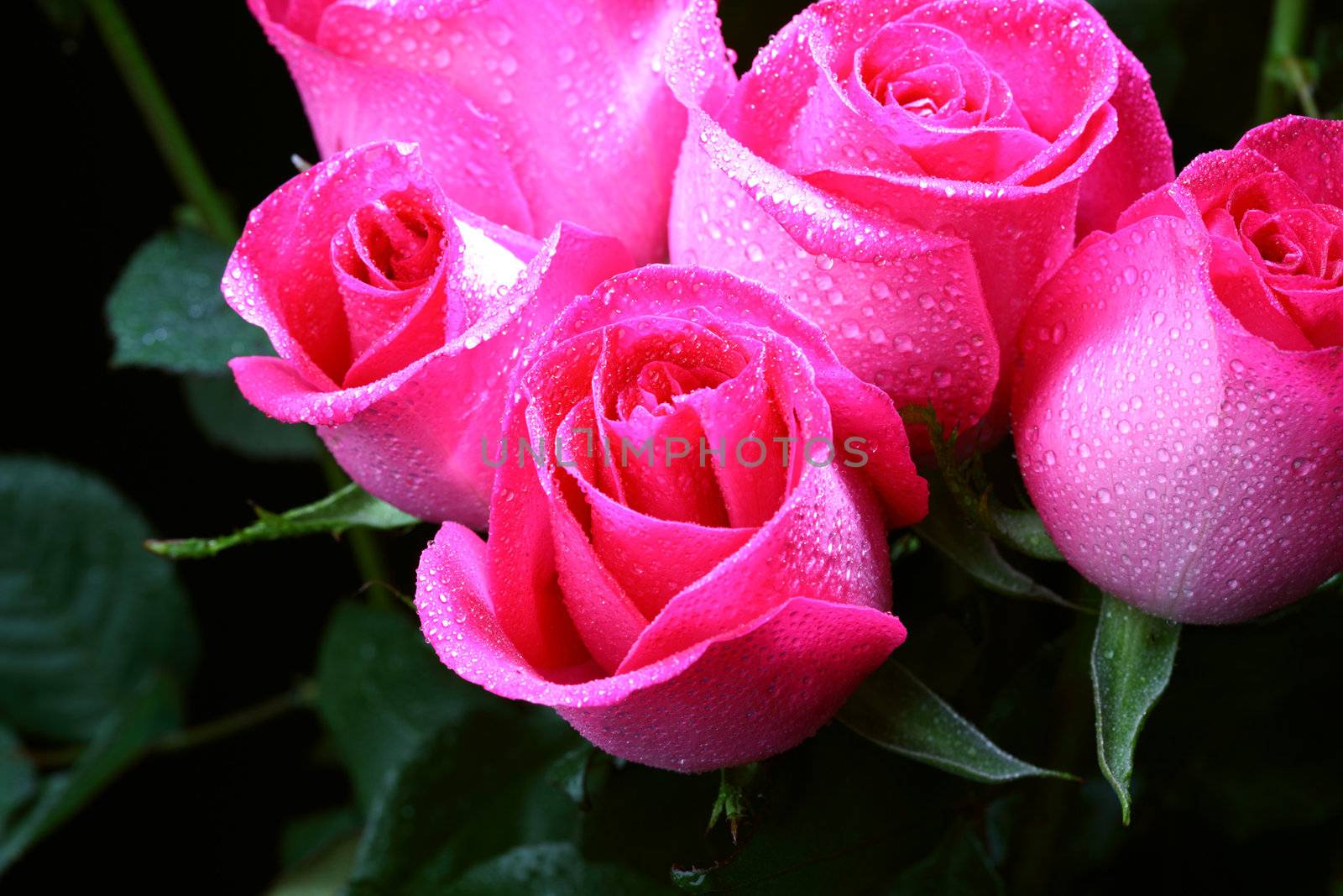 pink rose macro close up