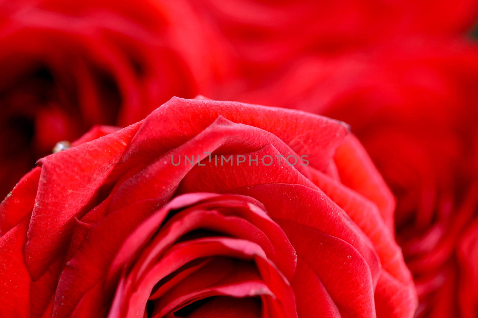 red rose in water drops macro close up