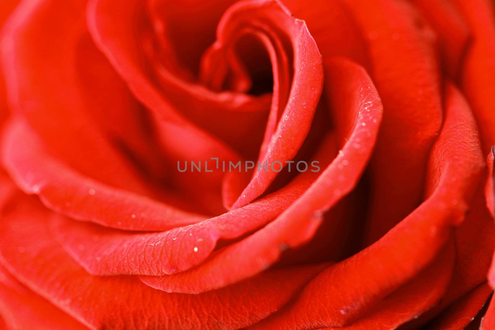 red rose in water drops macro close up