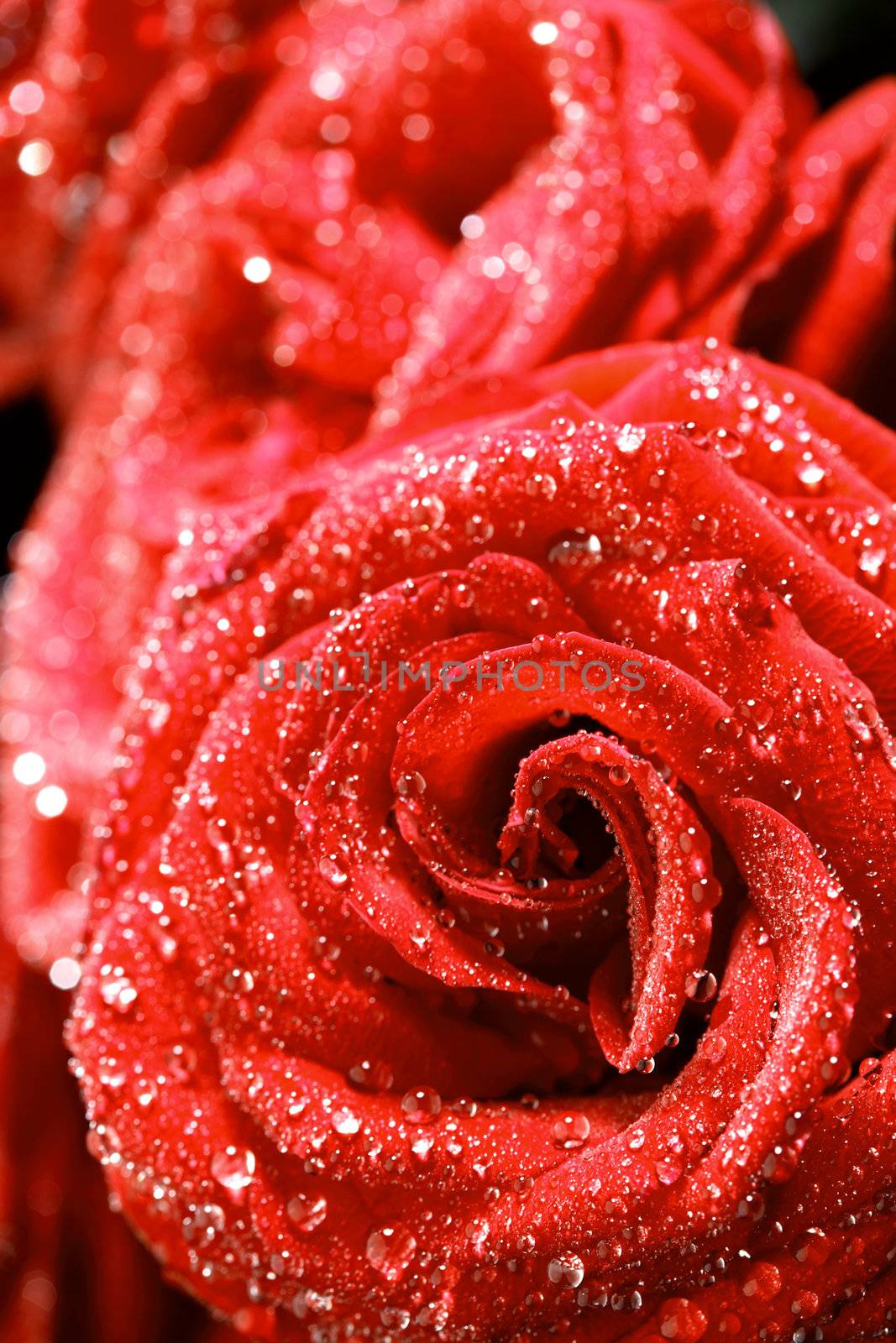 red rose in water drops macro close up