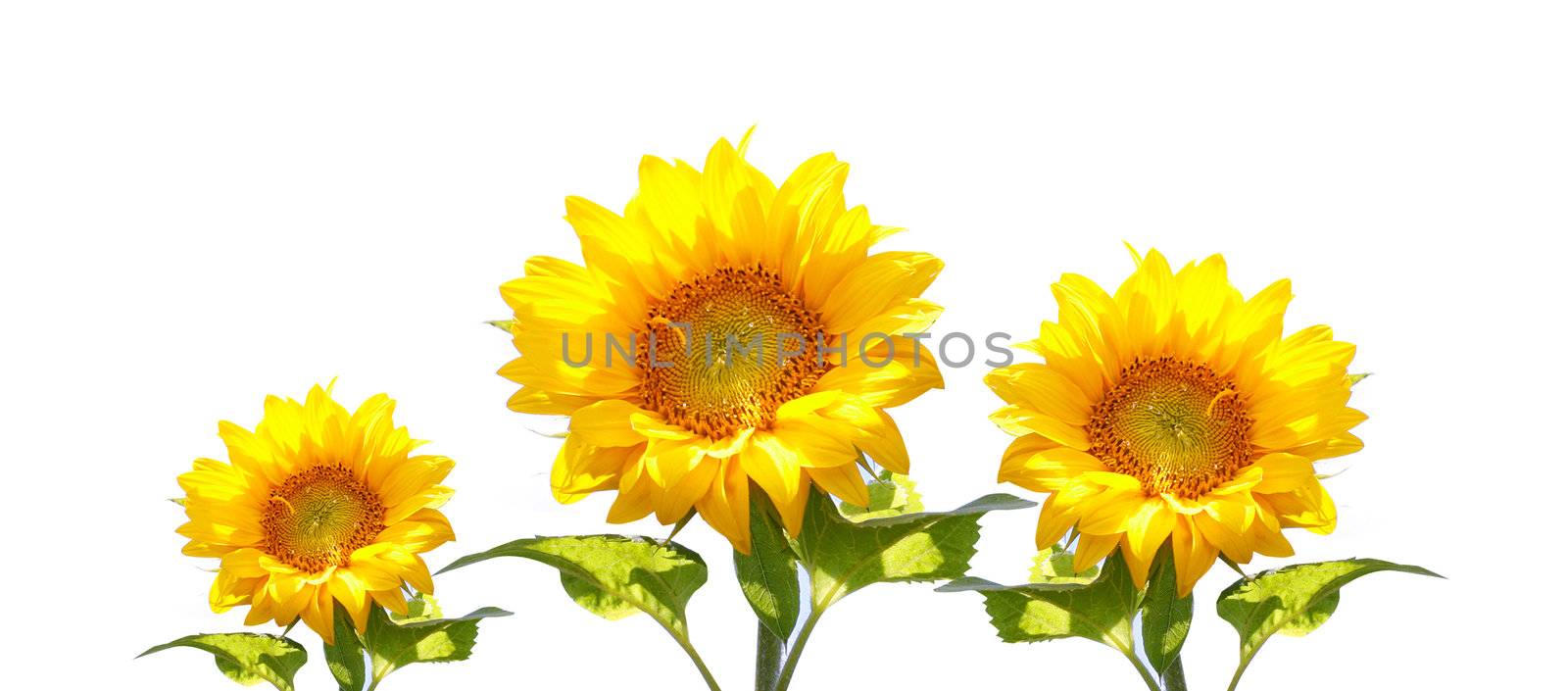 Sunflowers by leeser