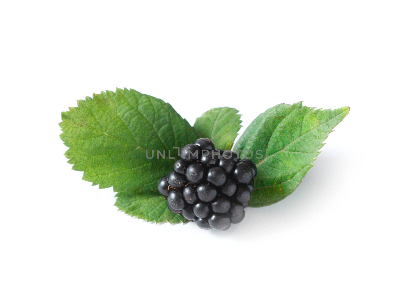 Blackberries by leeser