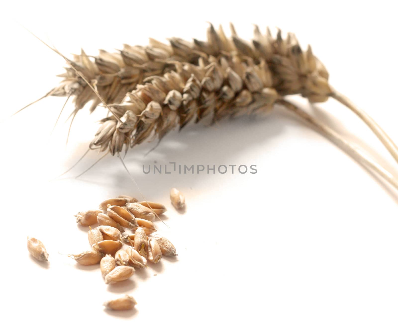 Wheat by leeser