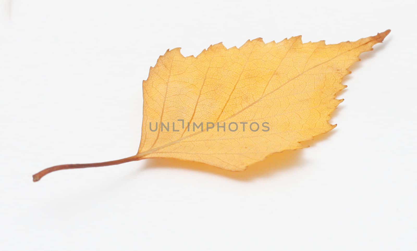 Leaf by leeser