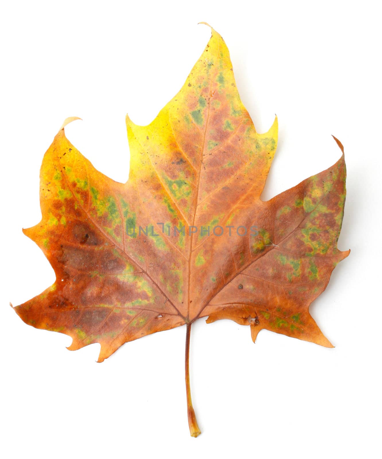 Maple leaf by leeser