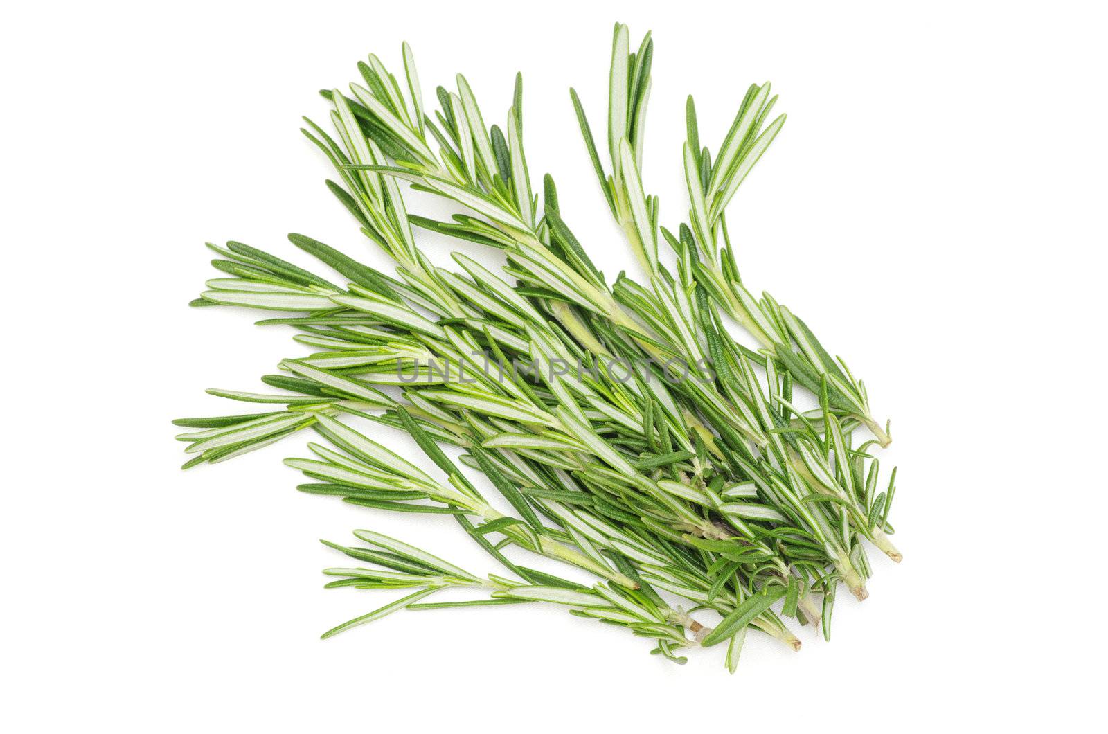 fresh rosemary isolated on white