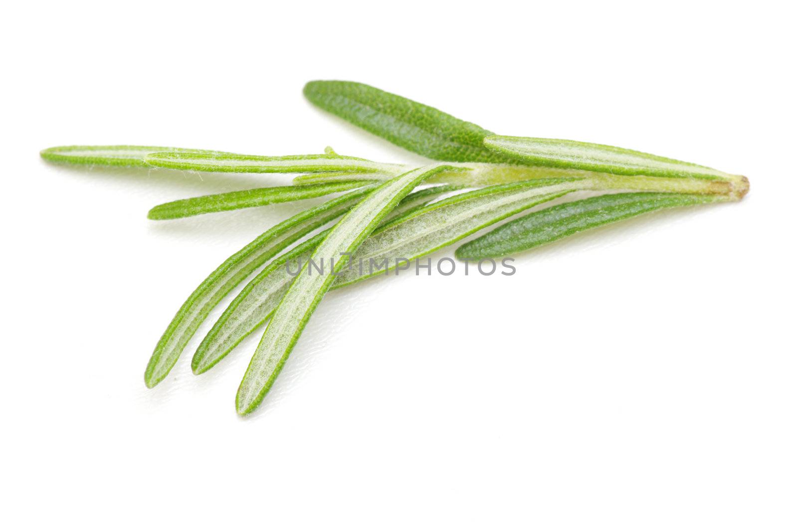 fresh rosemary isolated on white