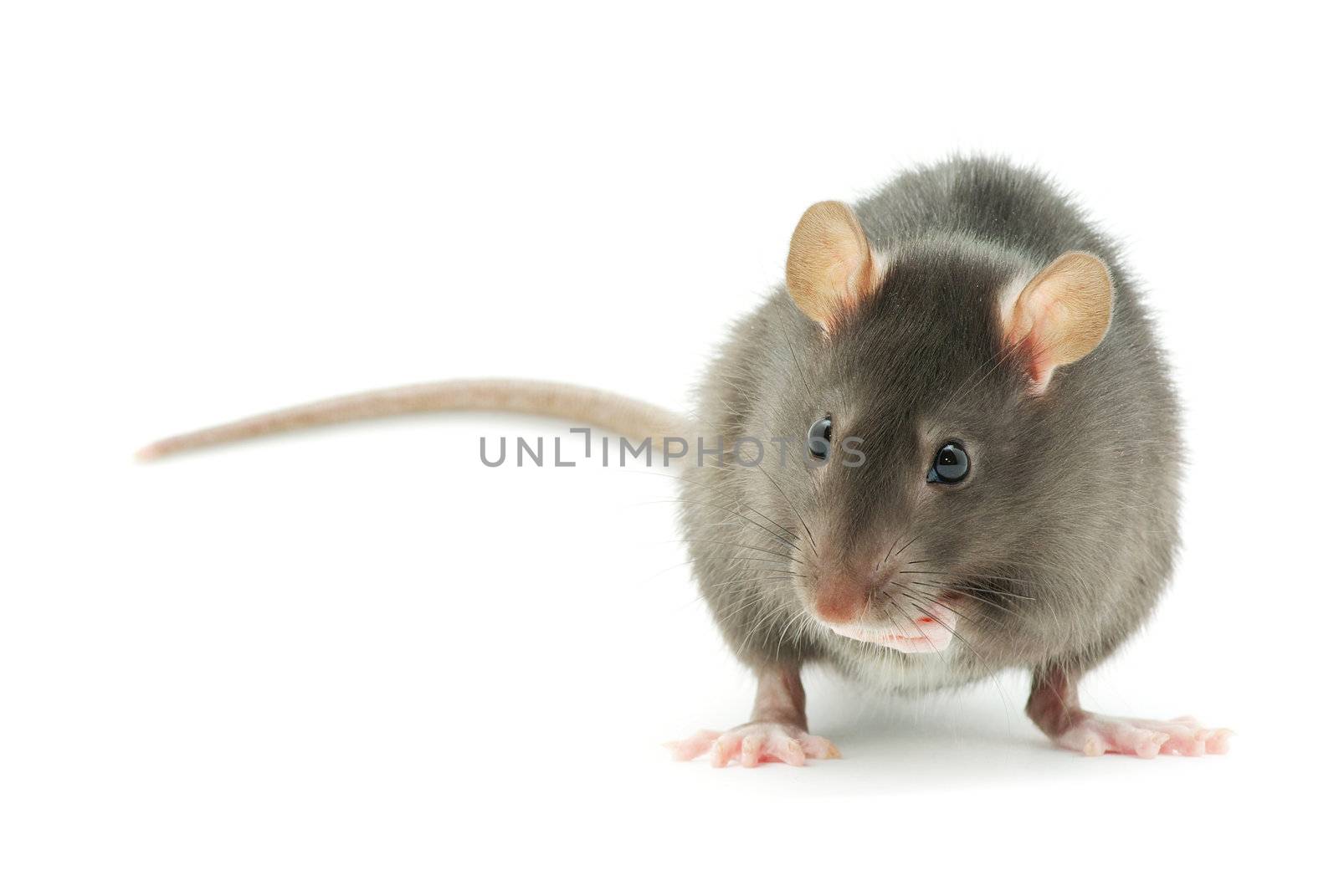 rat  isolated on white background
