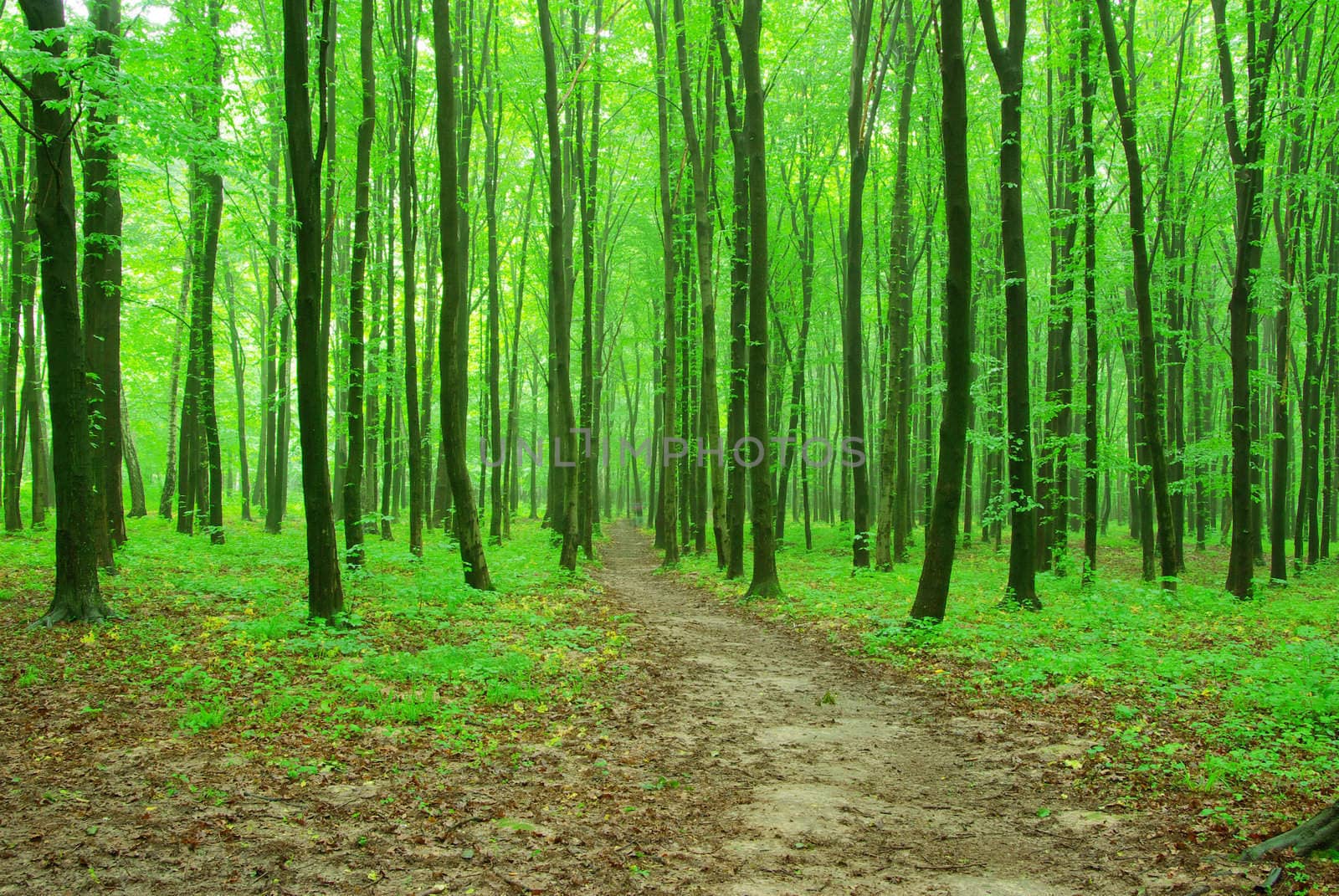 a path is in the green forest