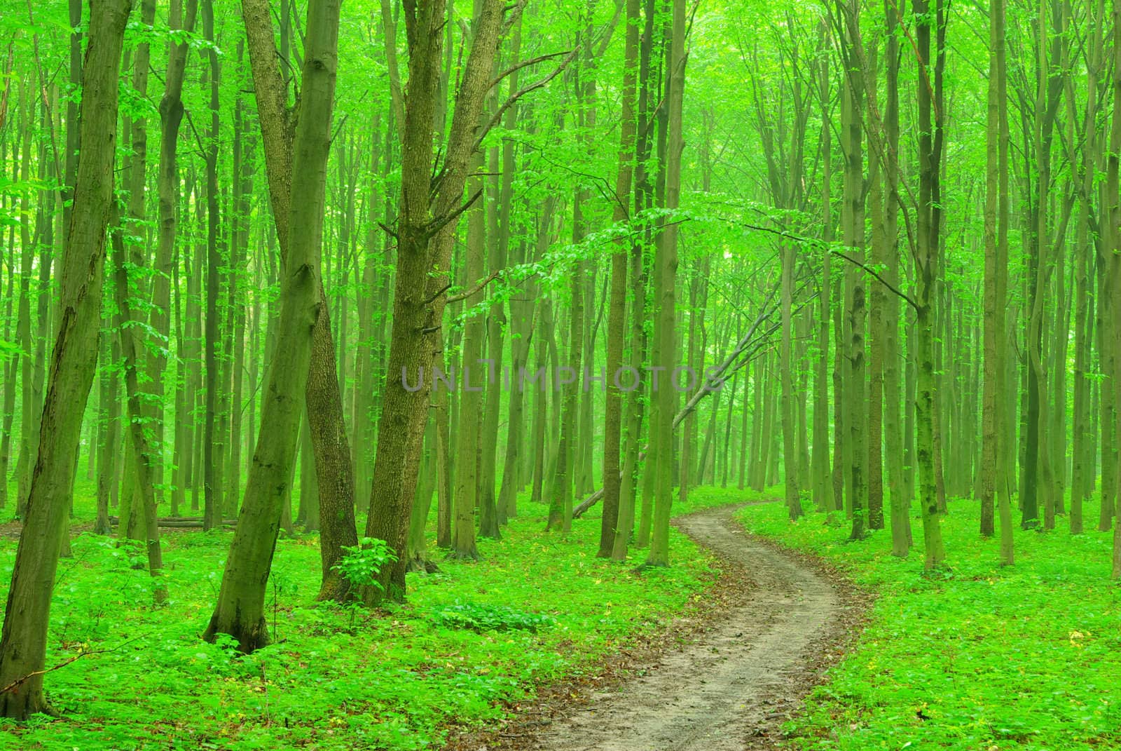 a path is in the green forest