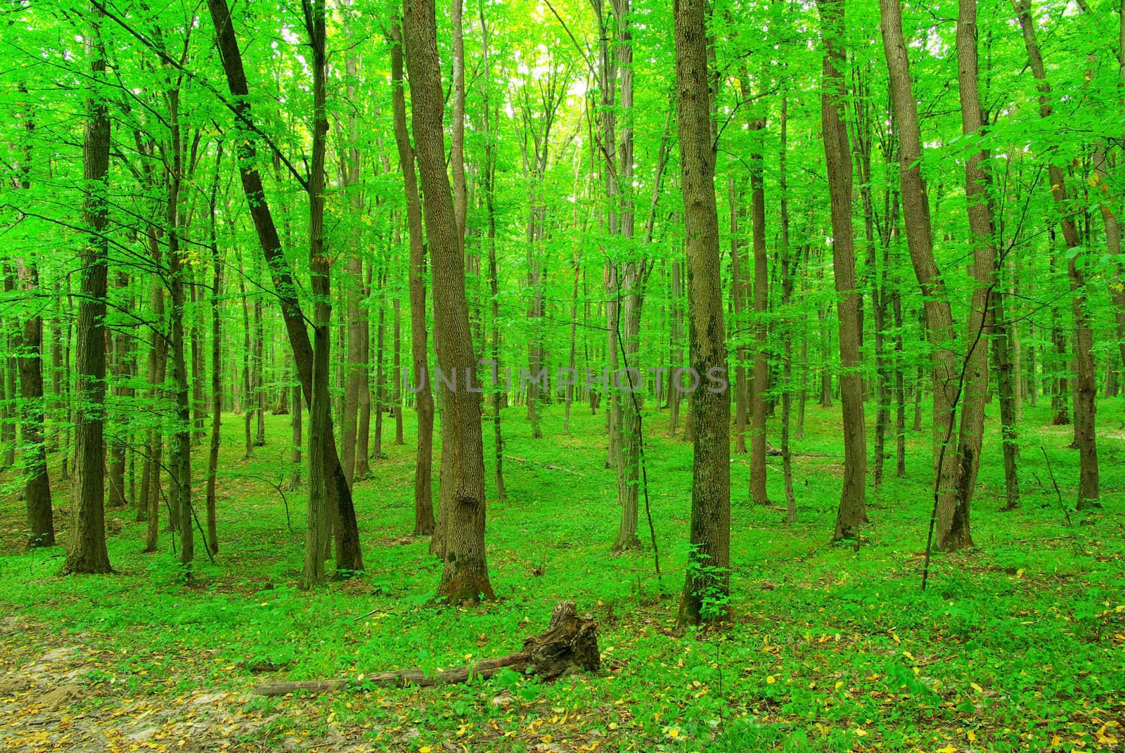 green forest background in a sunny day