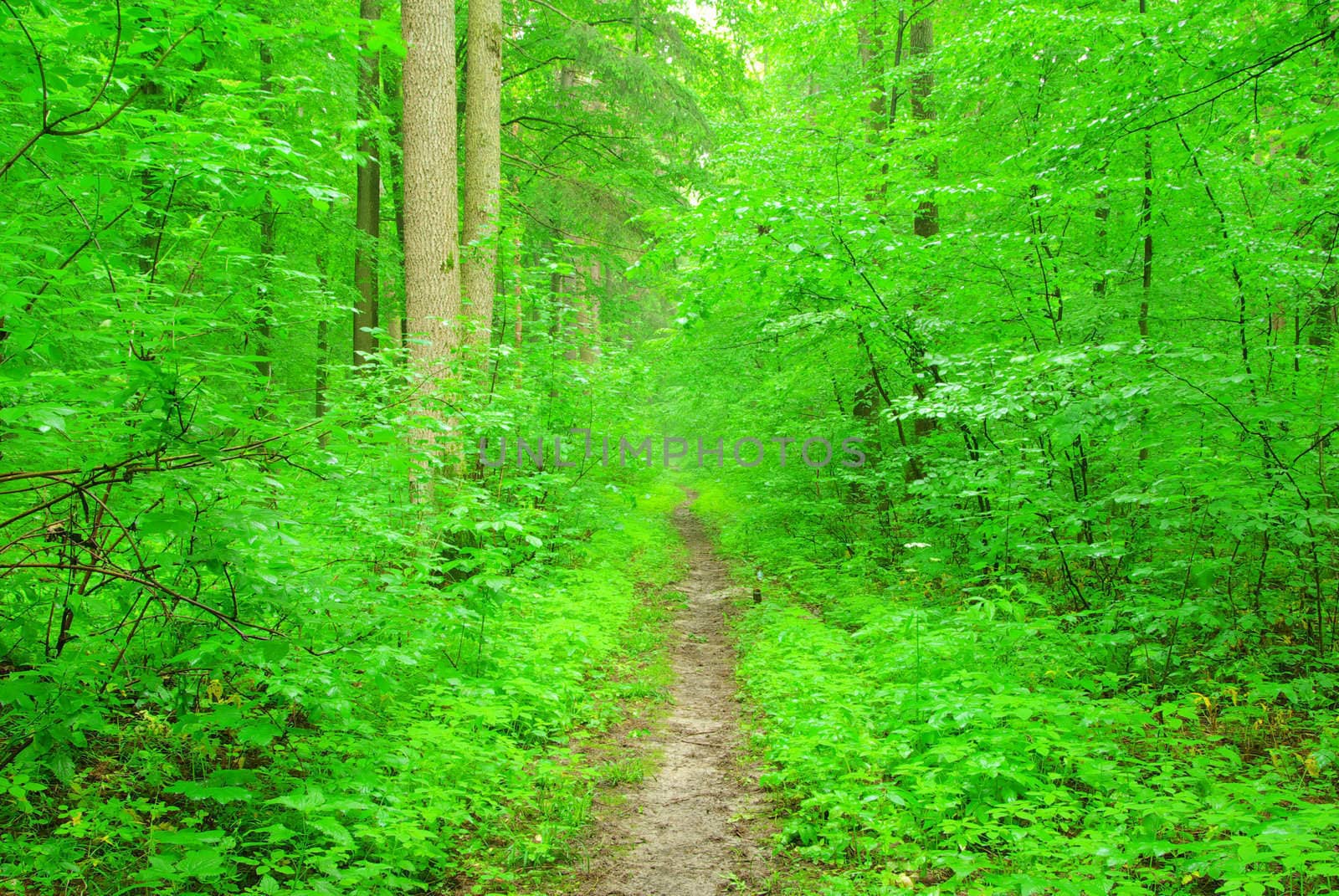 a path is in the green forest