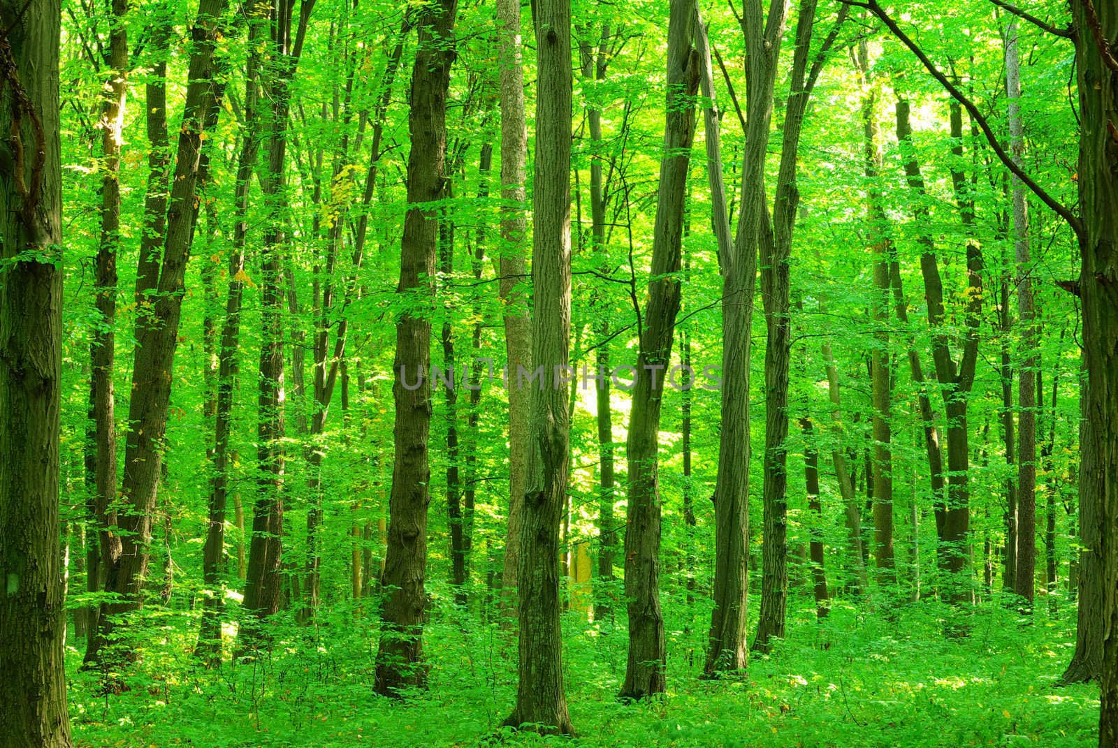 green forest background in a sunny day