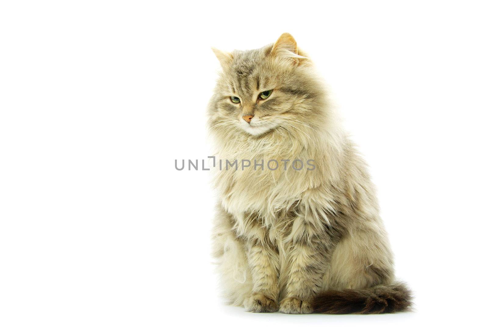 domestic cat isolated on a white background