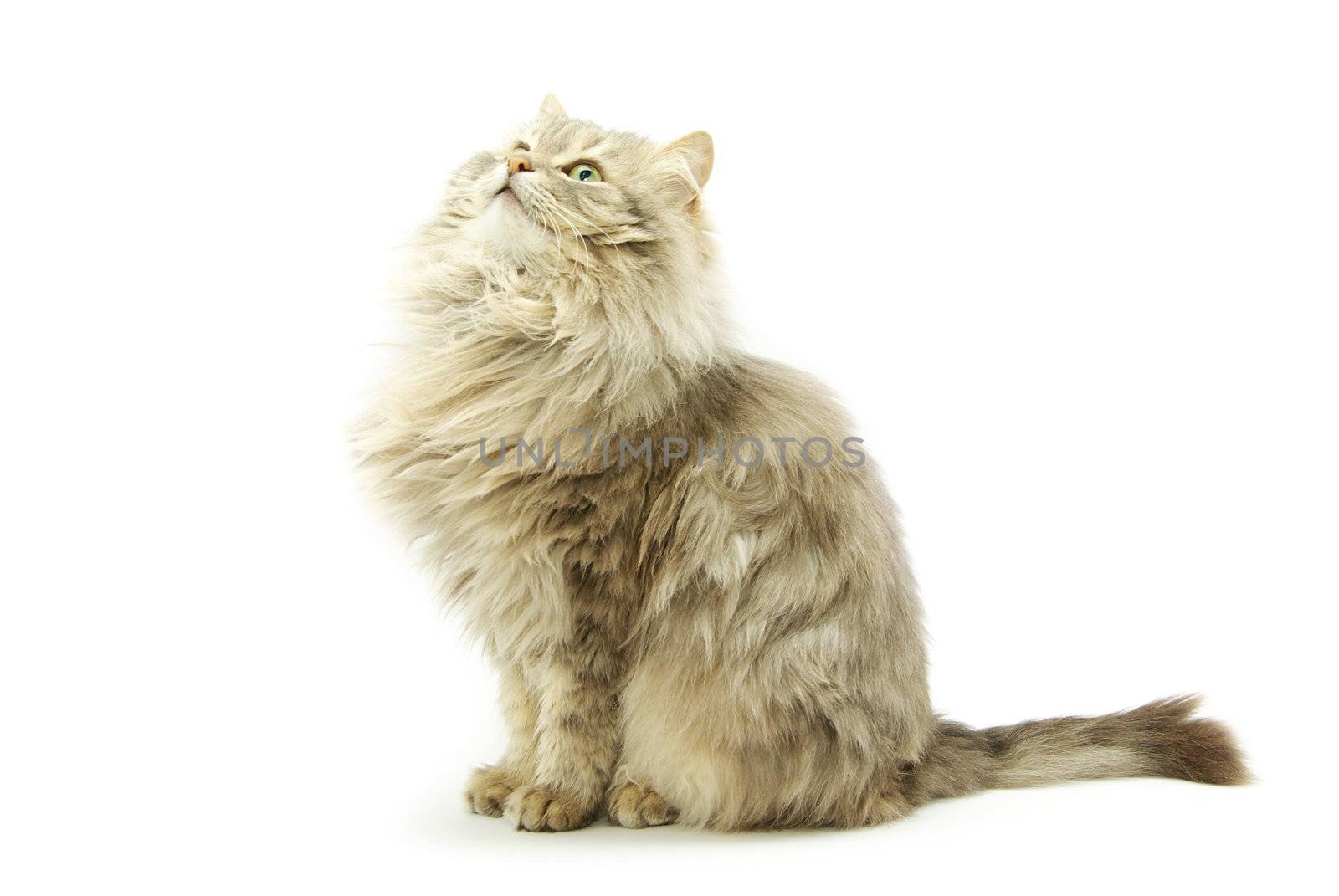 cat  by Pakhnyushchyy