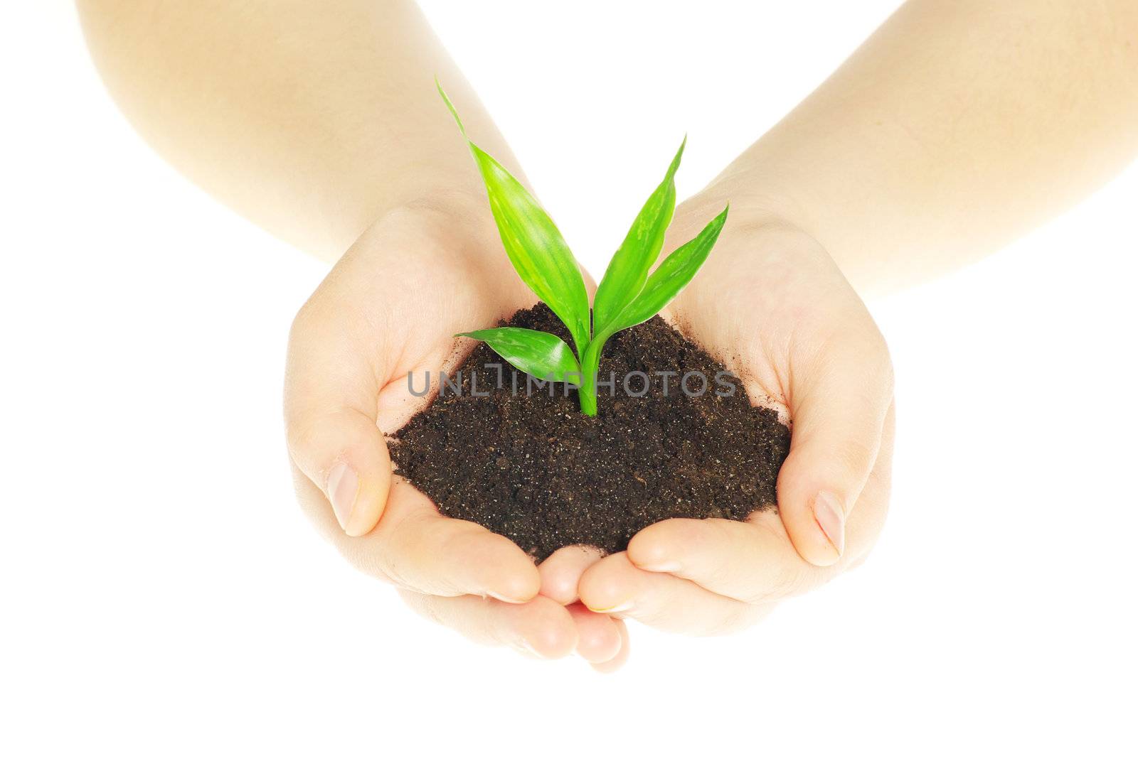 plant in female hands isolated on white background