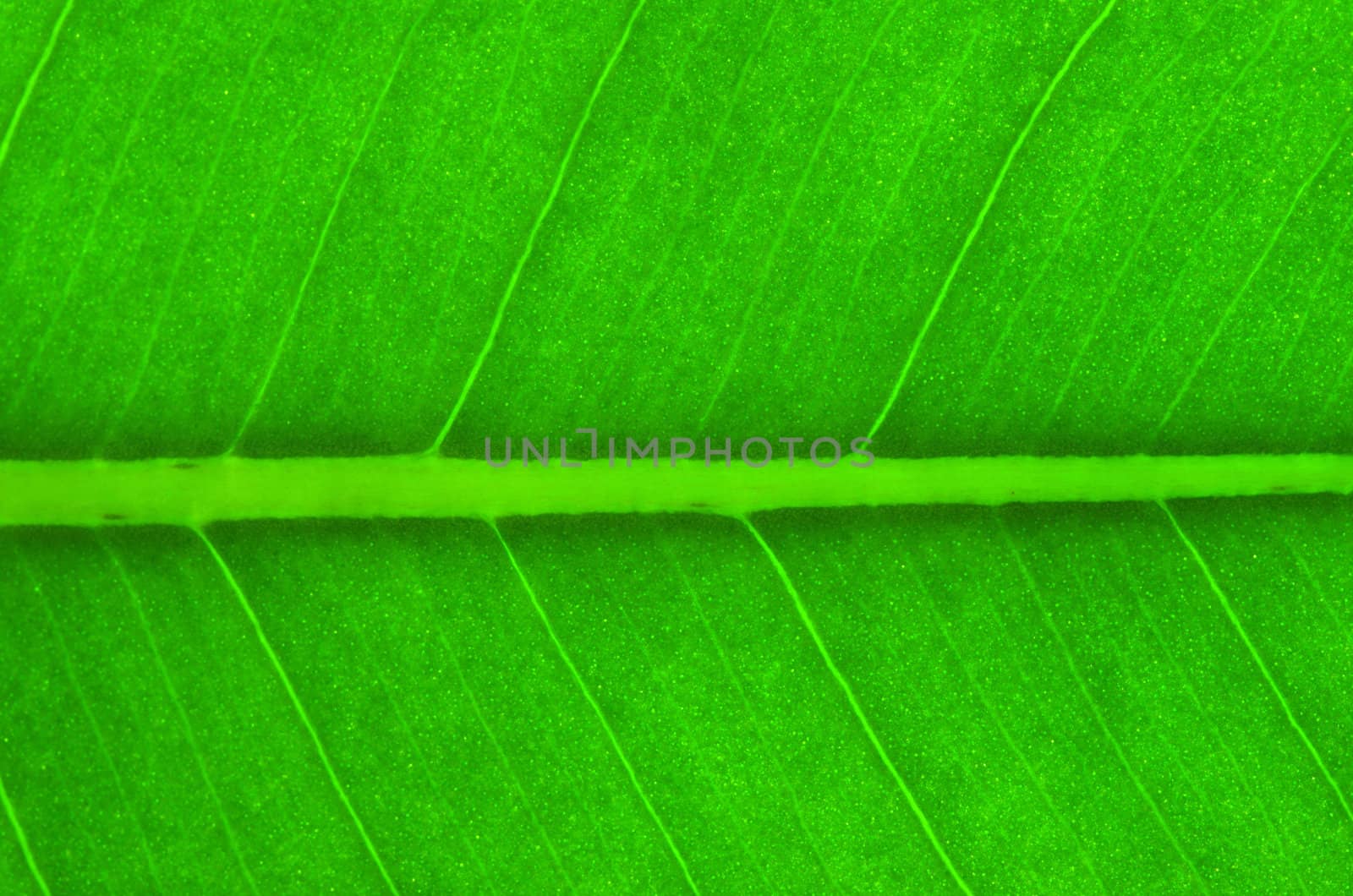 structure of leaf natural background