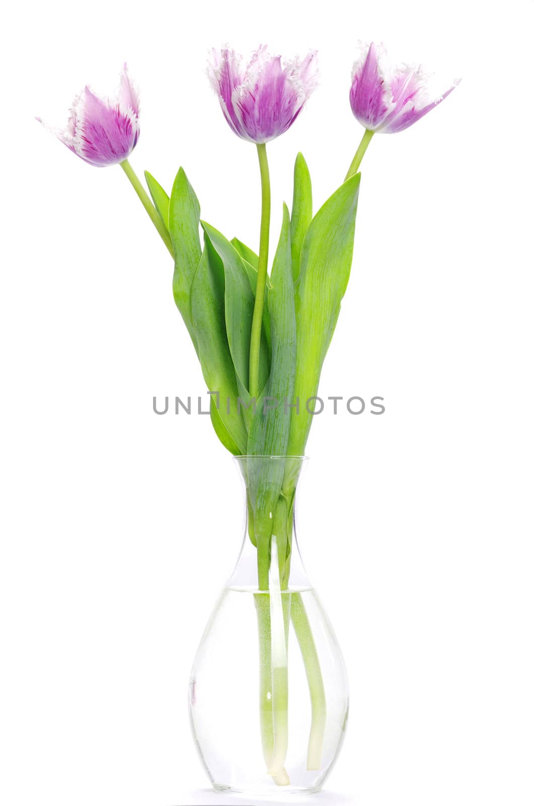 pink tulips on white background 