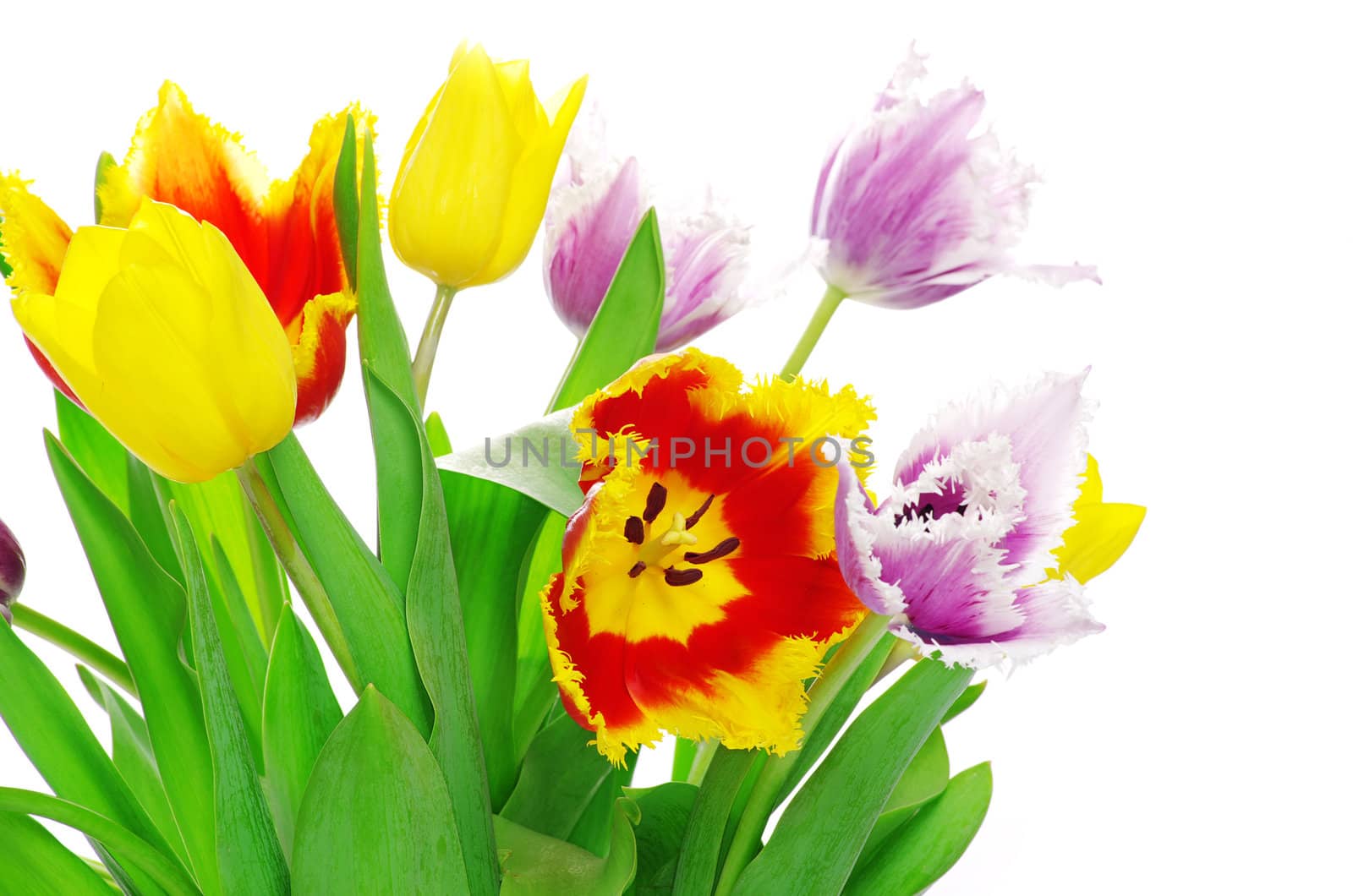 bouquet of the tulips on white background