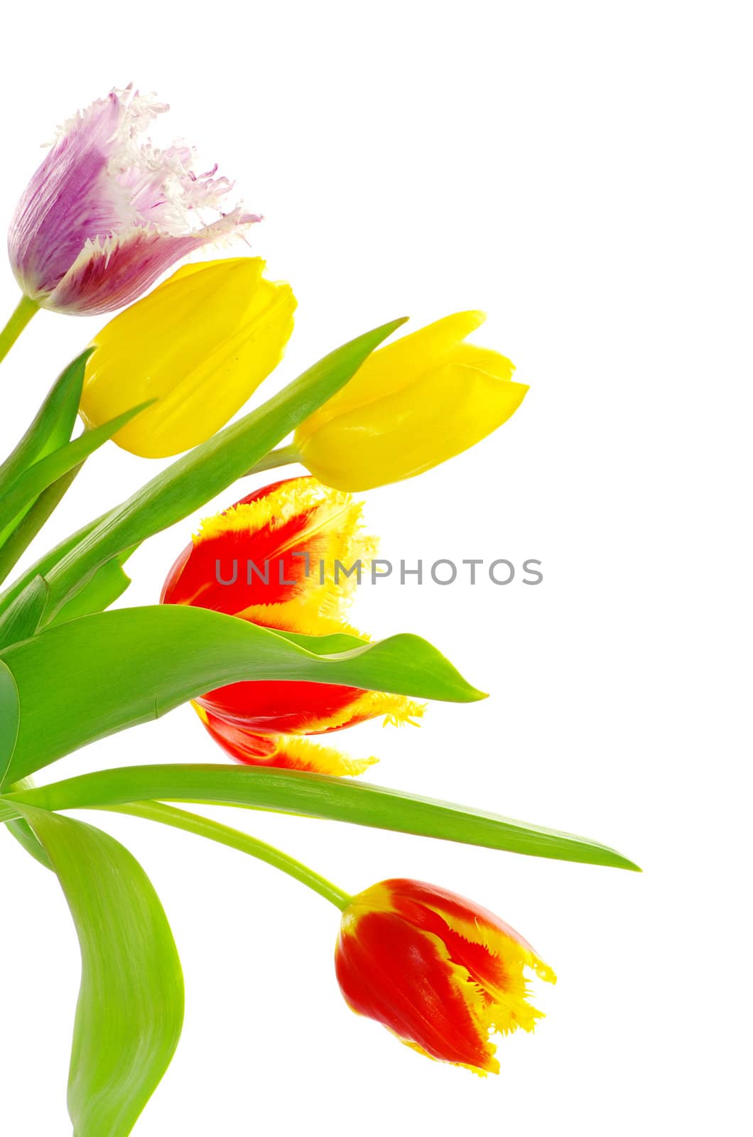 bouquet of the fresh tulips on white background