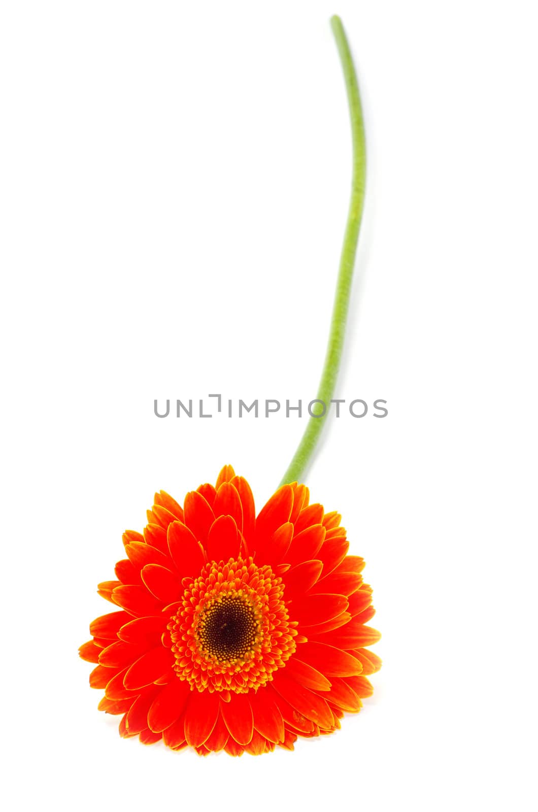 red gerbera flower closeup on white background