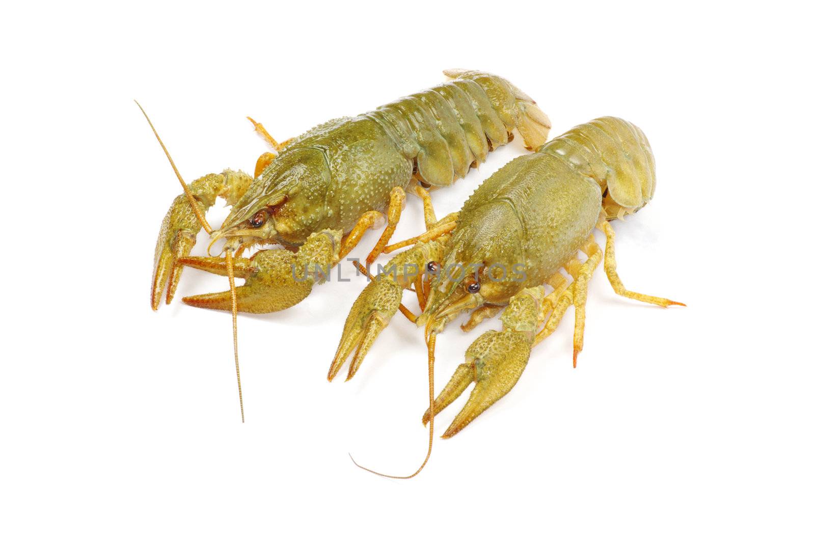 crawfish on a white background