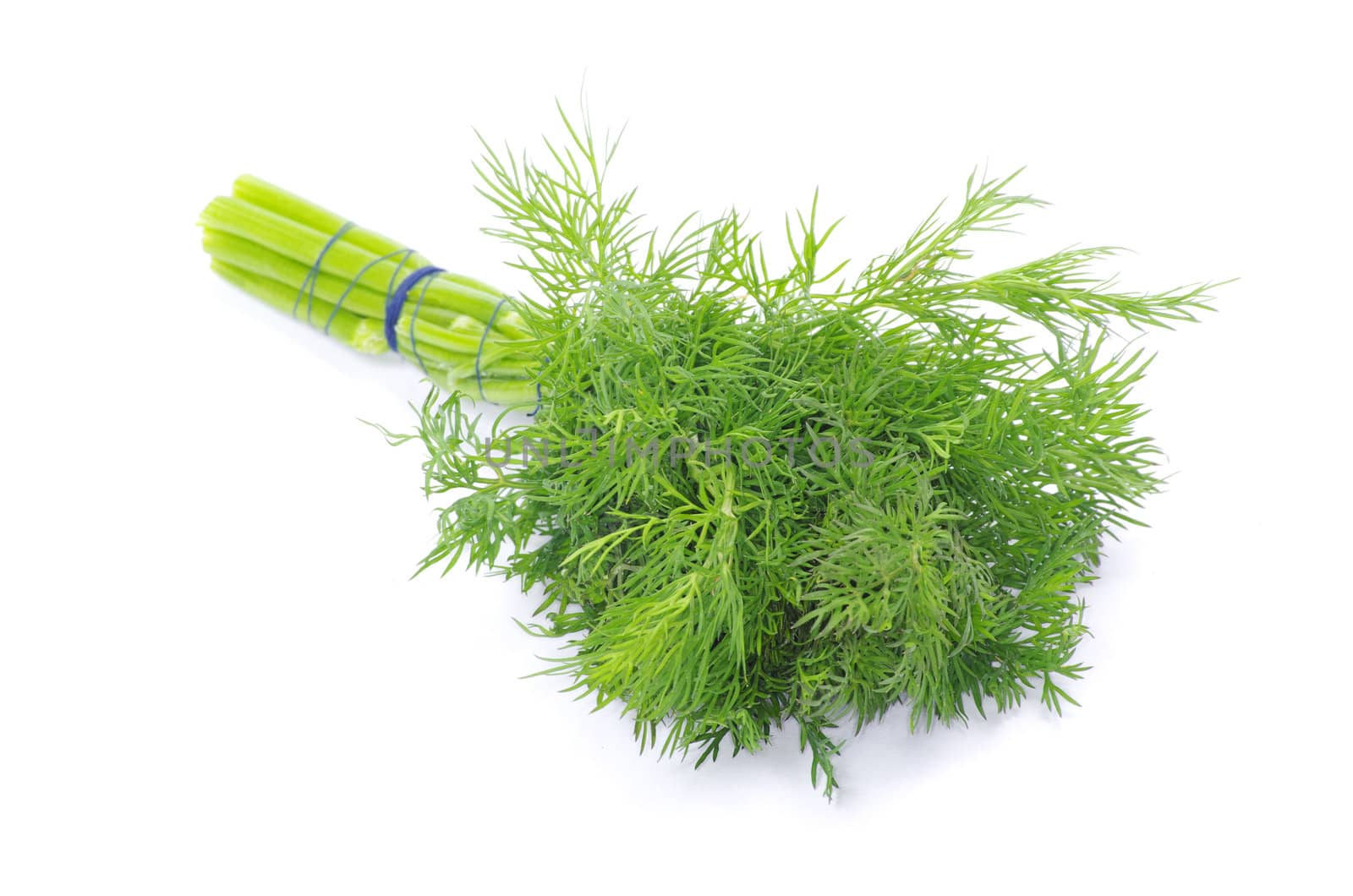 Dill on a white background