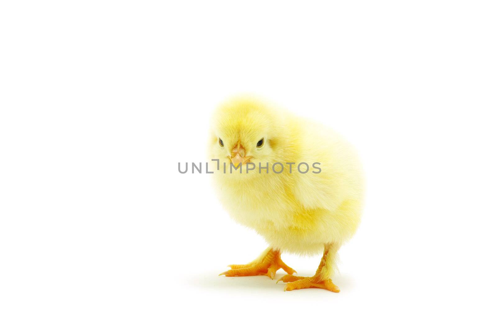 Cute little baby chicken isolated on white background
