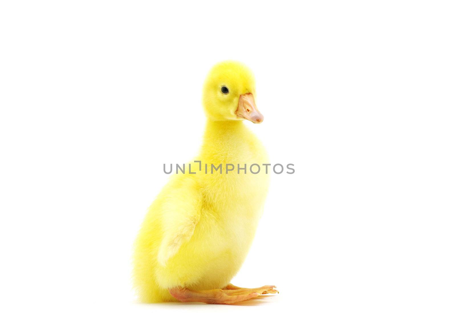 cute gosling isolated on a white