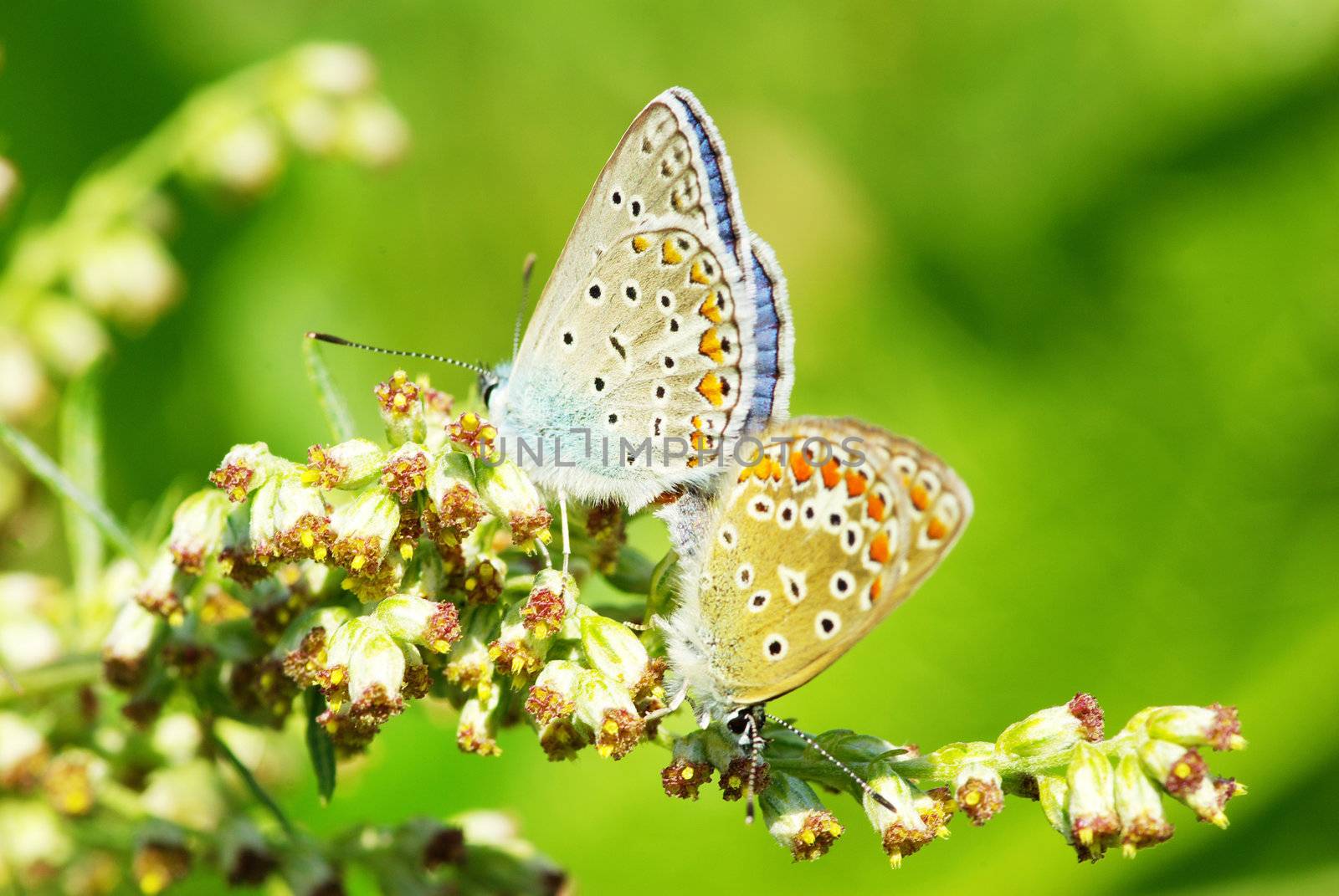  butterfly on a green leaf