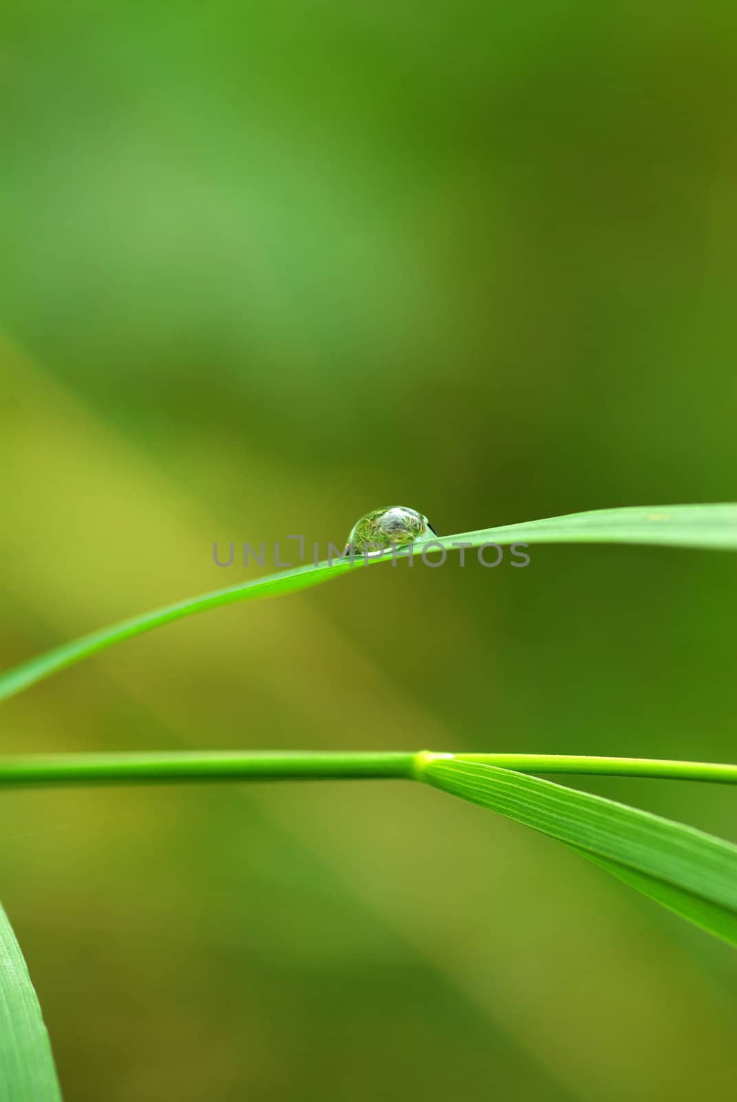 Dew drop on a blade of grass 