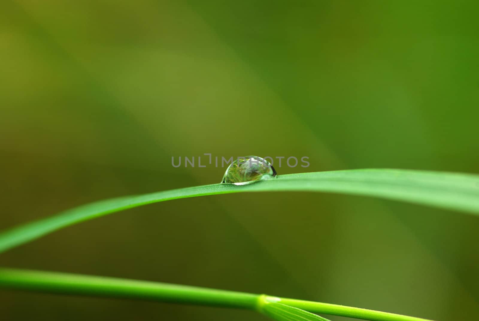 Dew drop on a blade of grass 