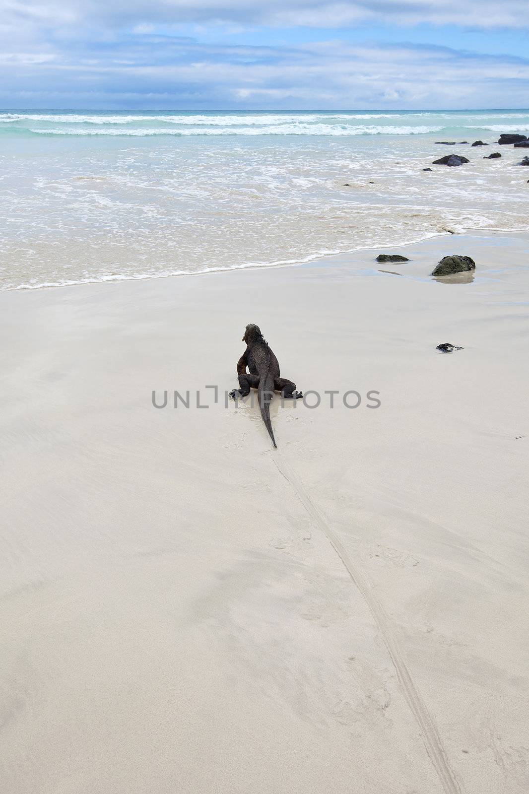 A marine iguana walking on the beach on Galapagos