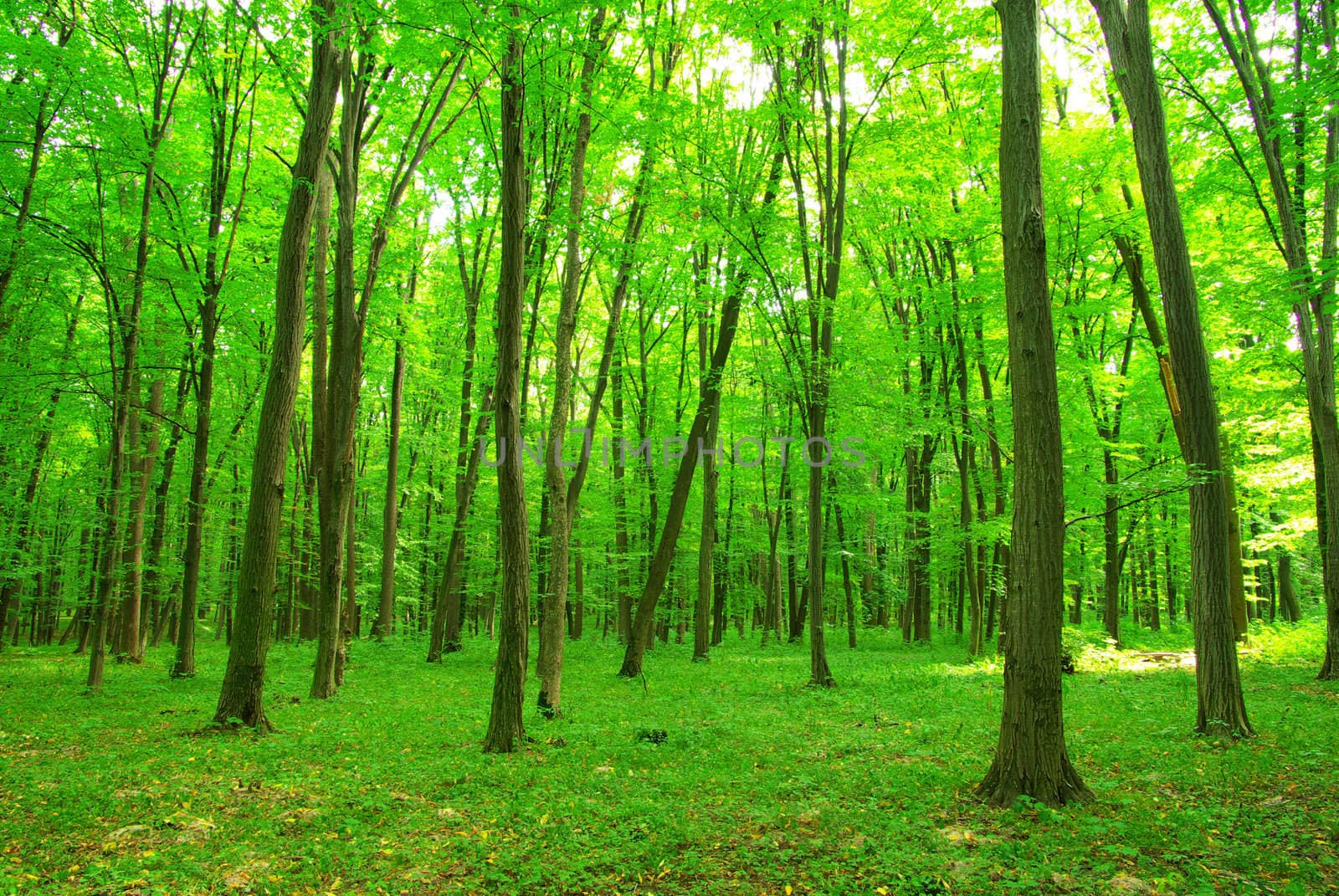 green forest background in a sunny day