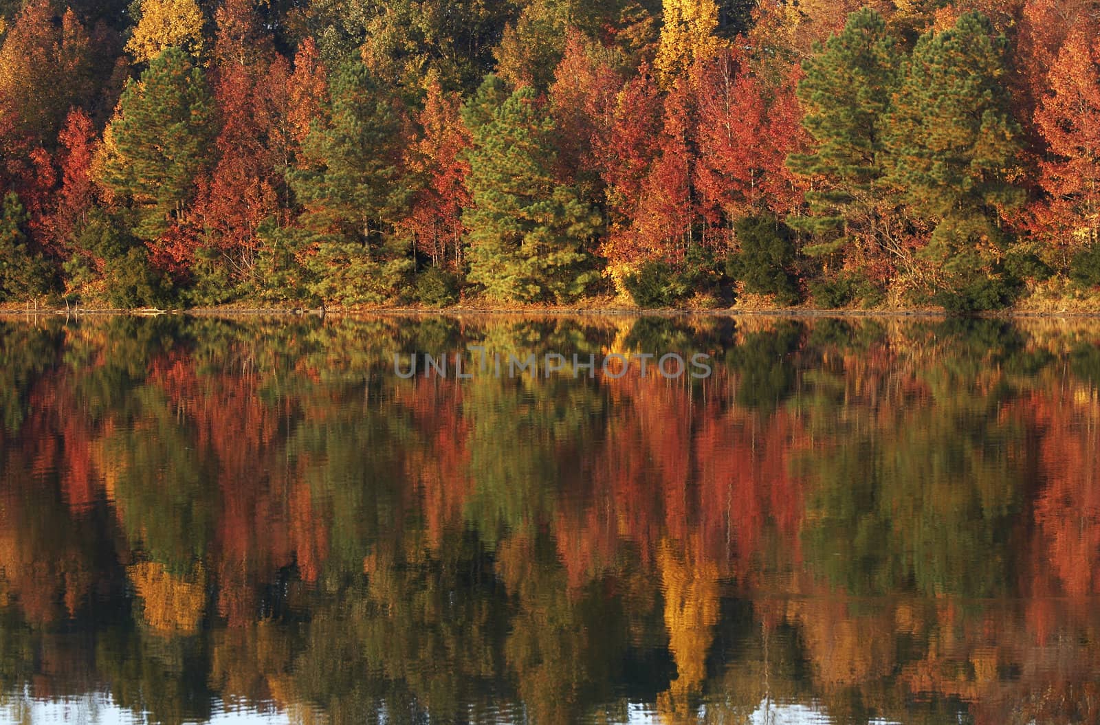 a picture of fall trees and water