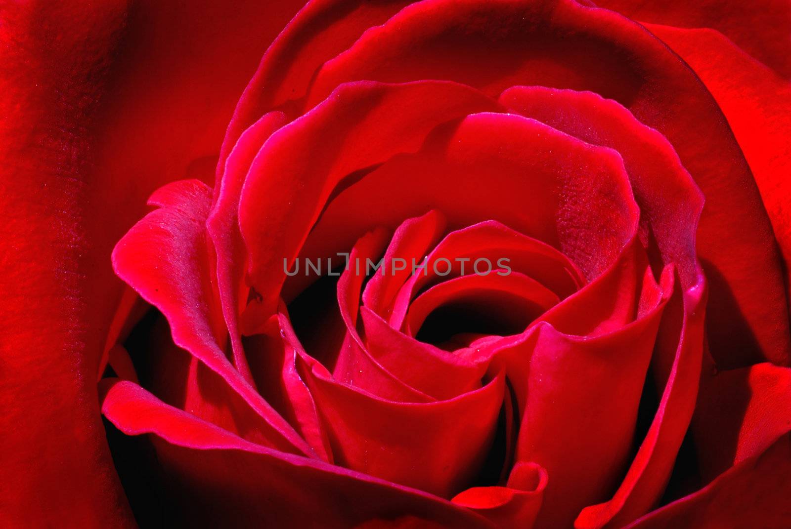 a Closeup of a beautiful red rose.
