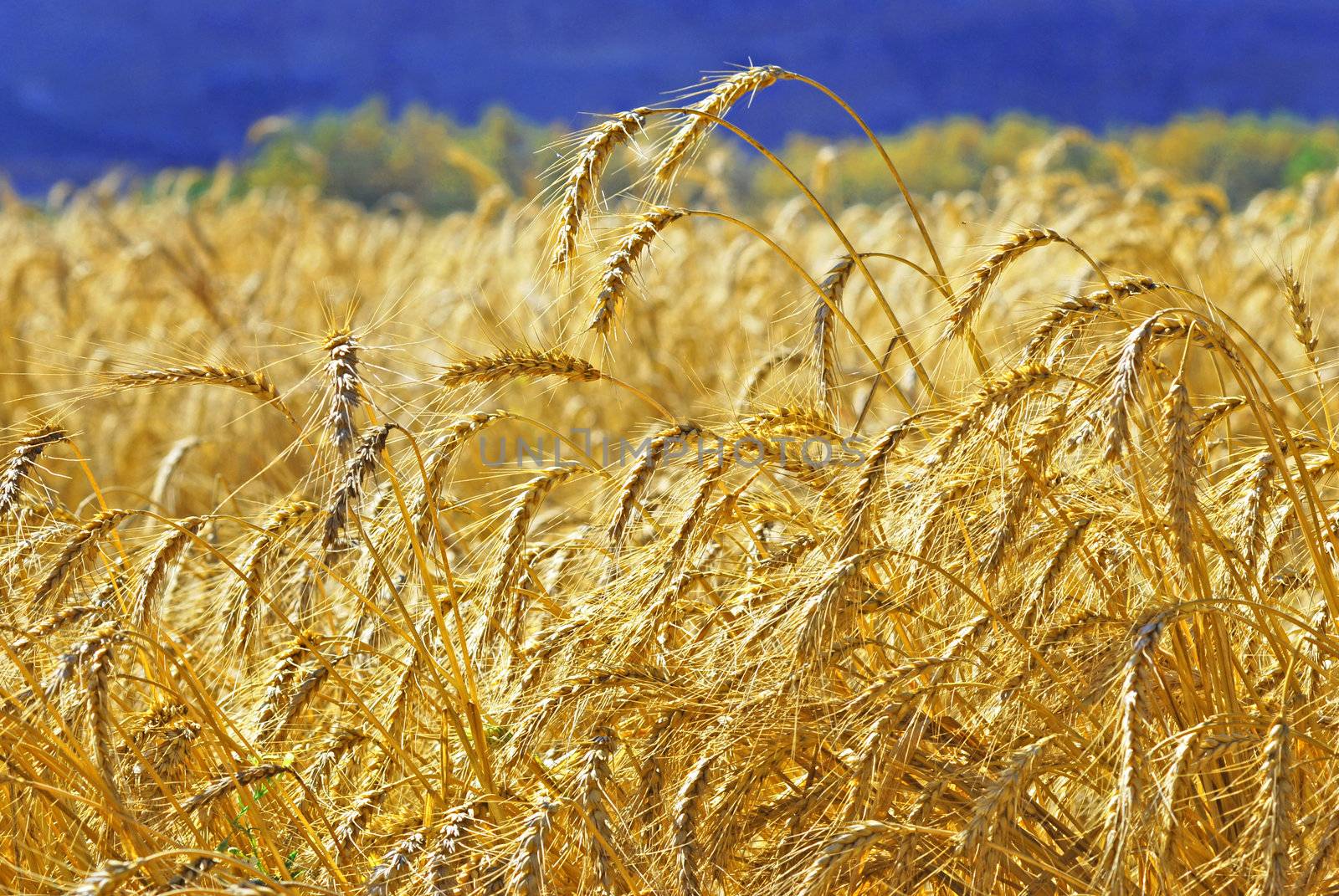 closeup of ripe wheat before harvest