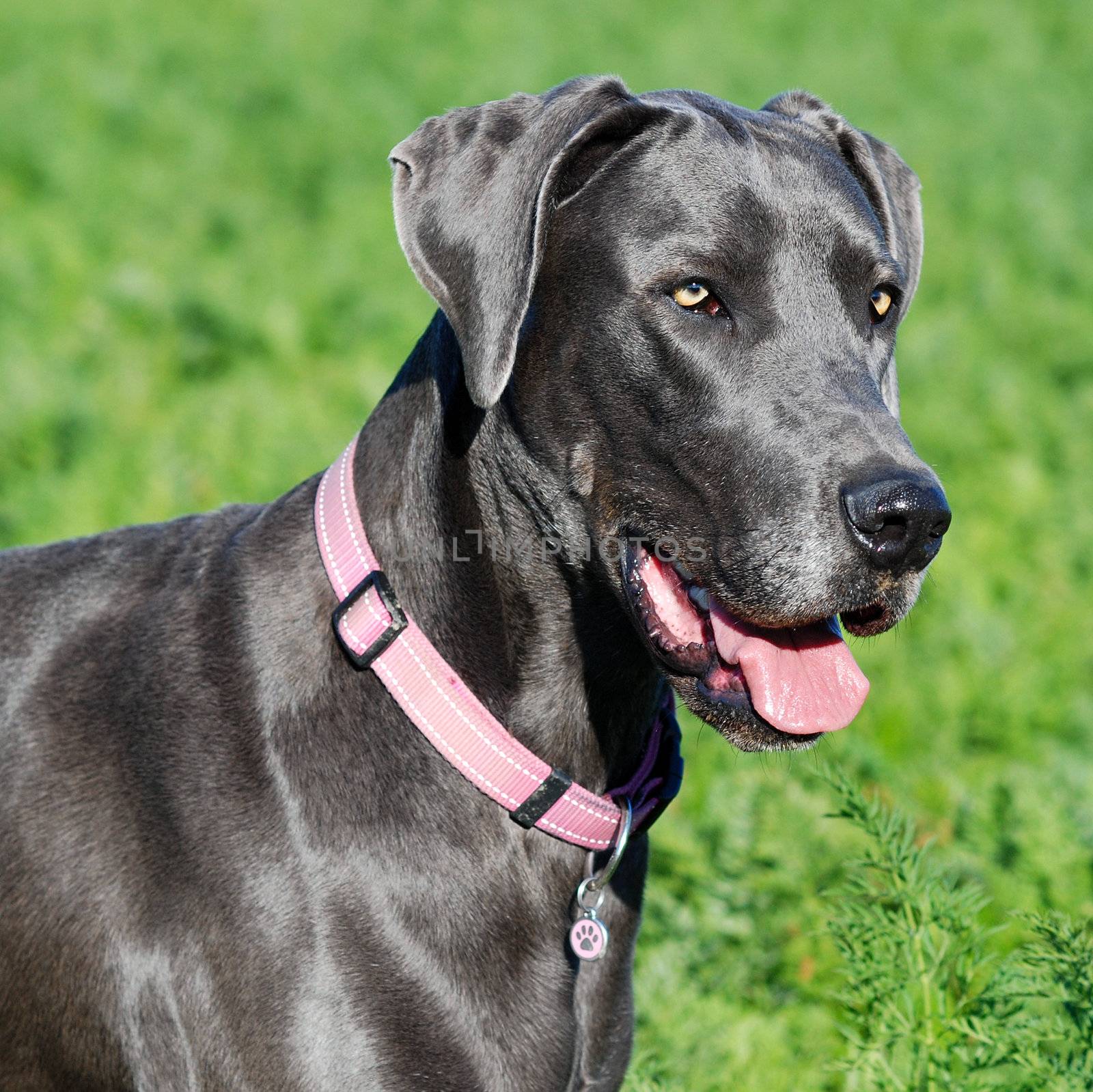 great dane dog in field by tish1