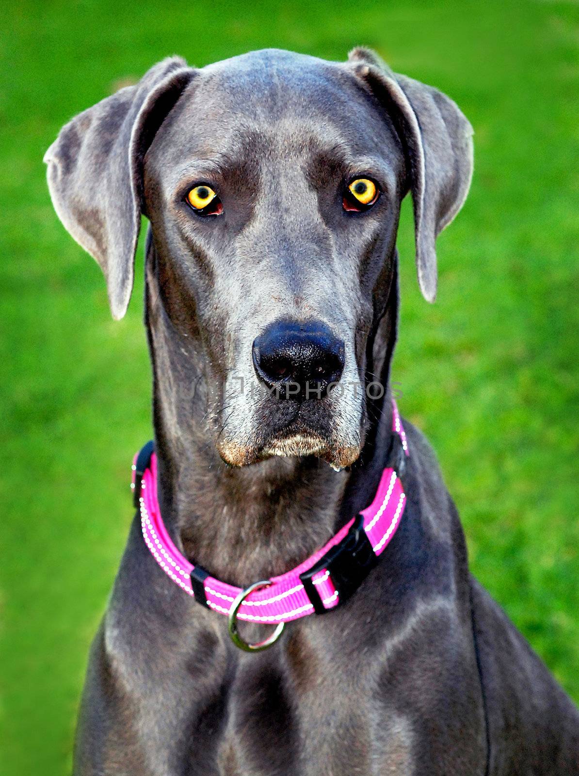 portrait of a blue point great dane dog