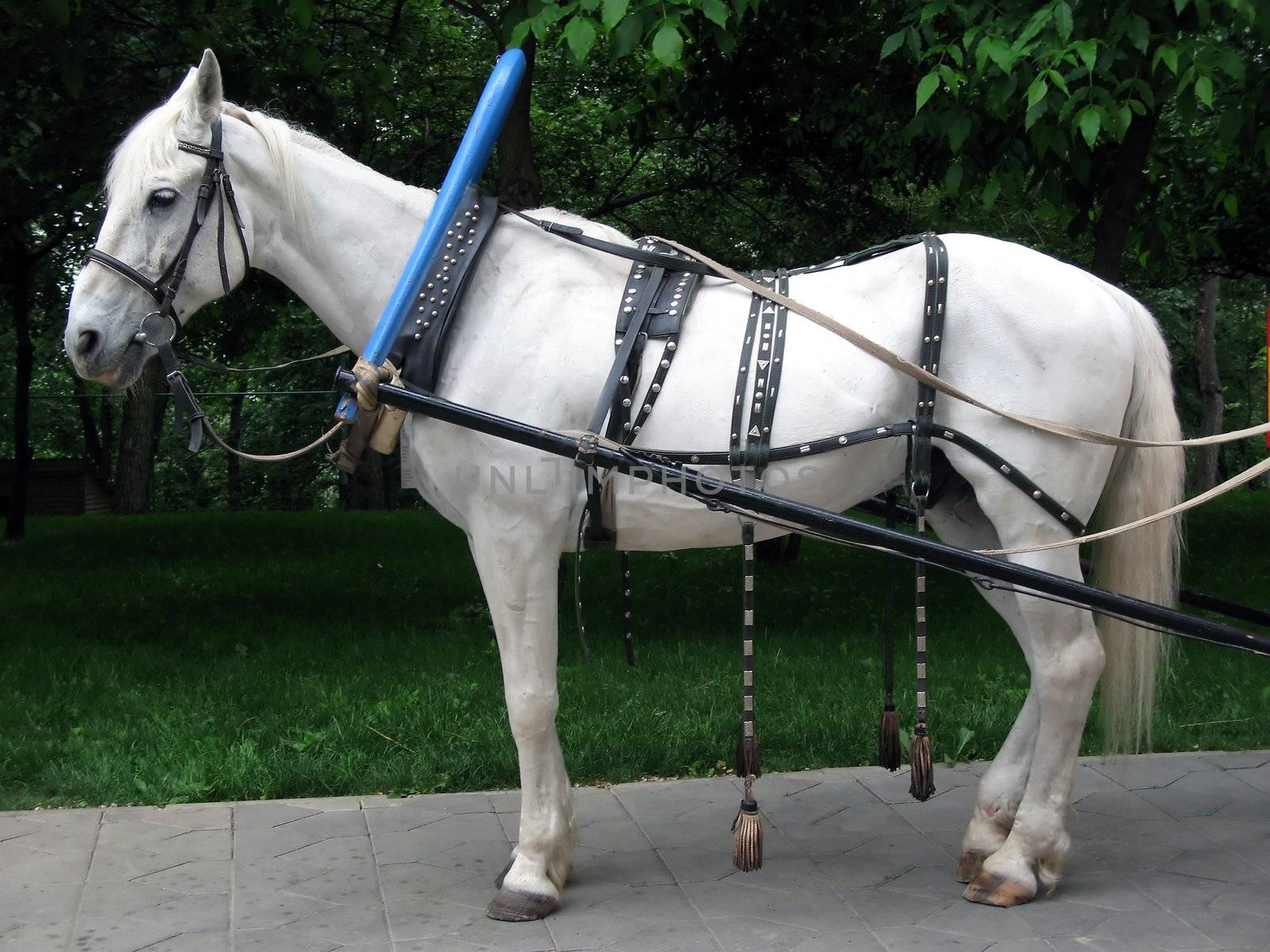 White horse in a harness in park
