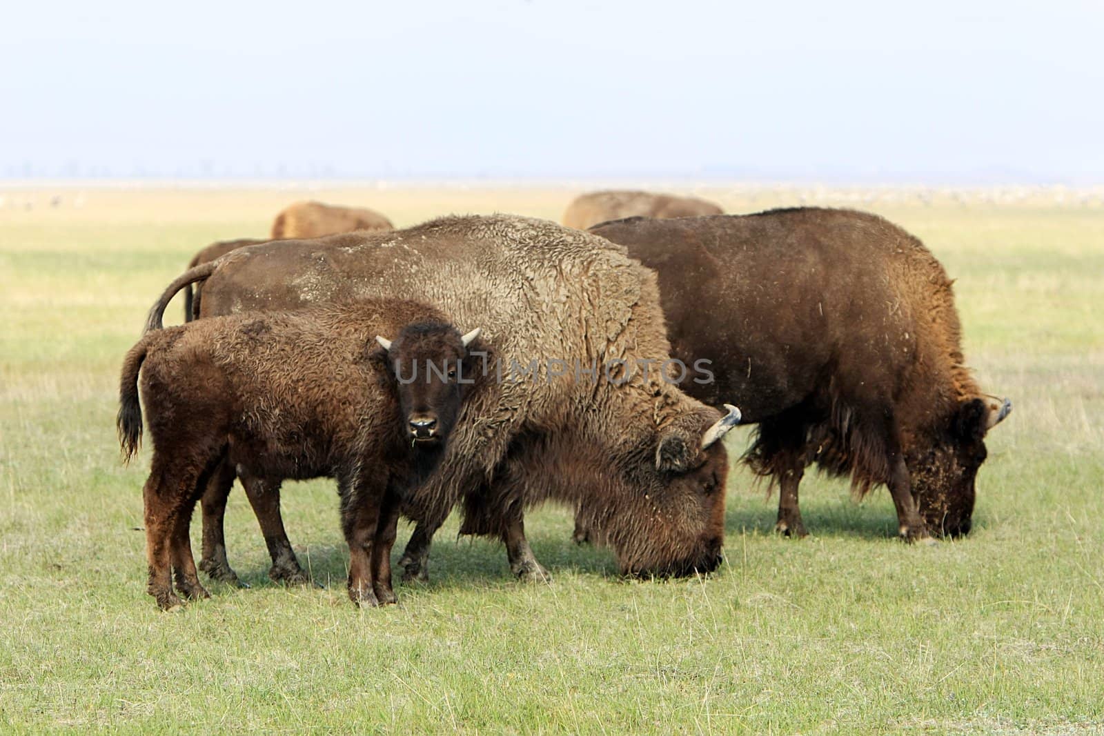 Group of wild buffalos. Askania-Nova. Ukraine