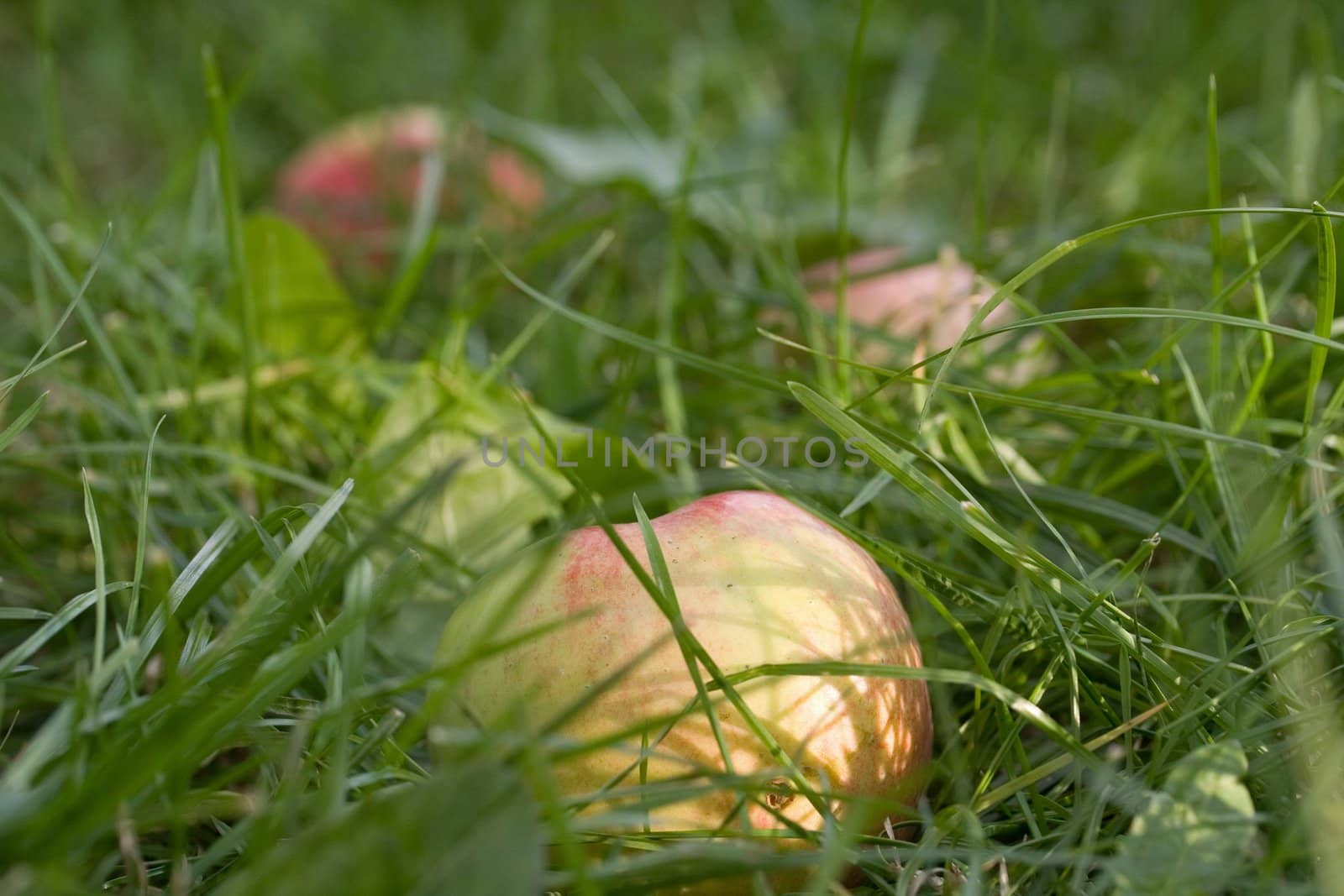 meadow ripe vibrant green red grass apple