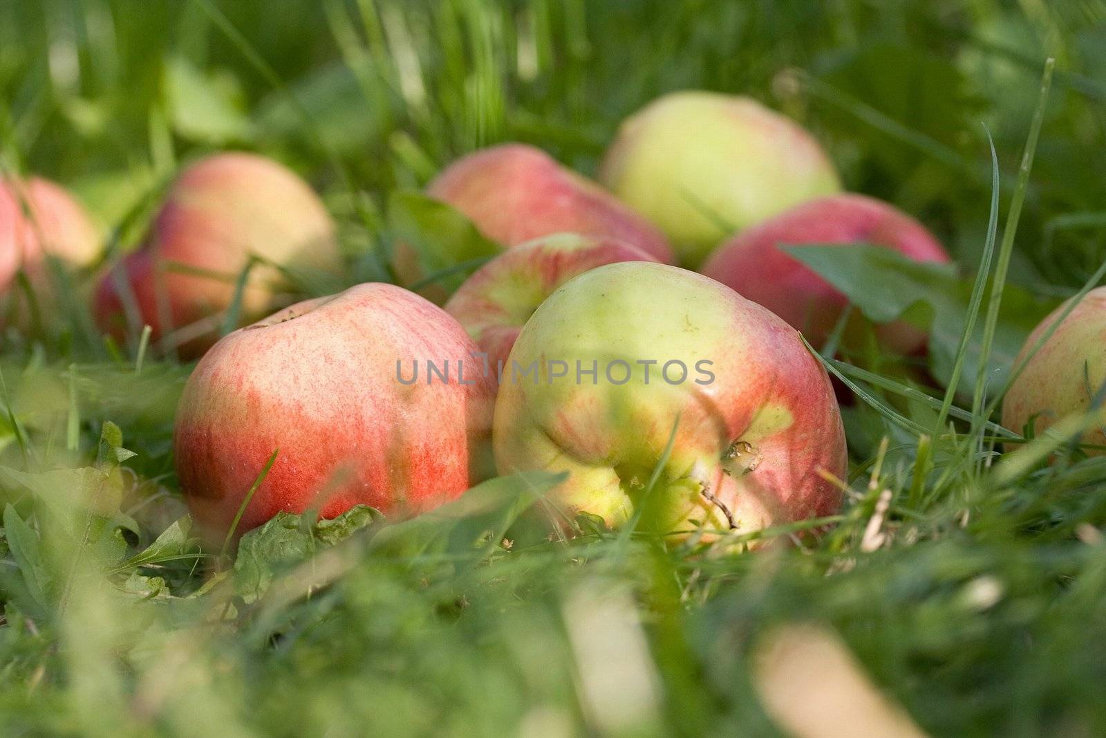 meadow ripe apple fruit nature grass autumn