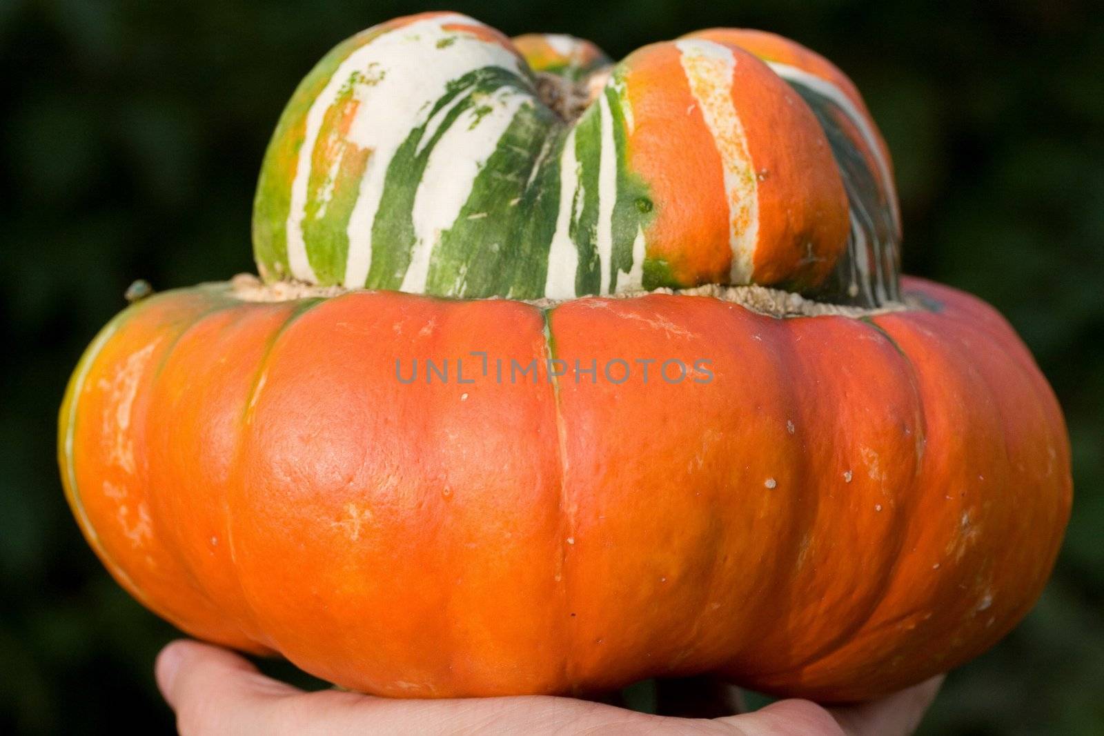 big pumpkin by Dancer01