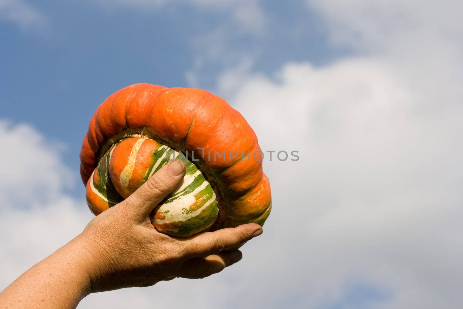 autumn vegetables clouds fall sky pumpkin hand