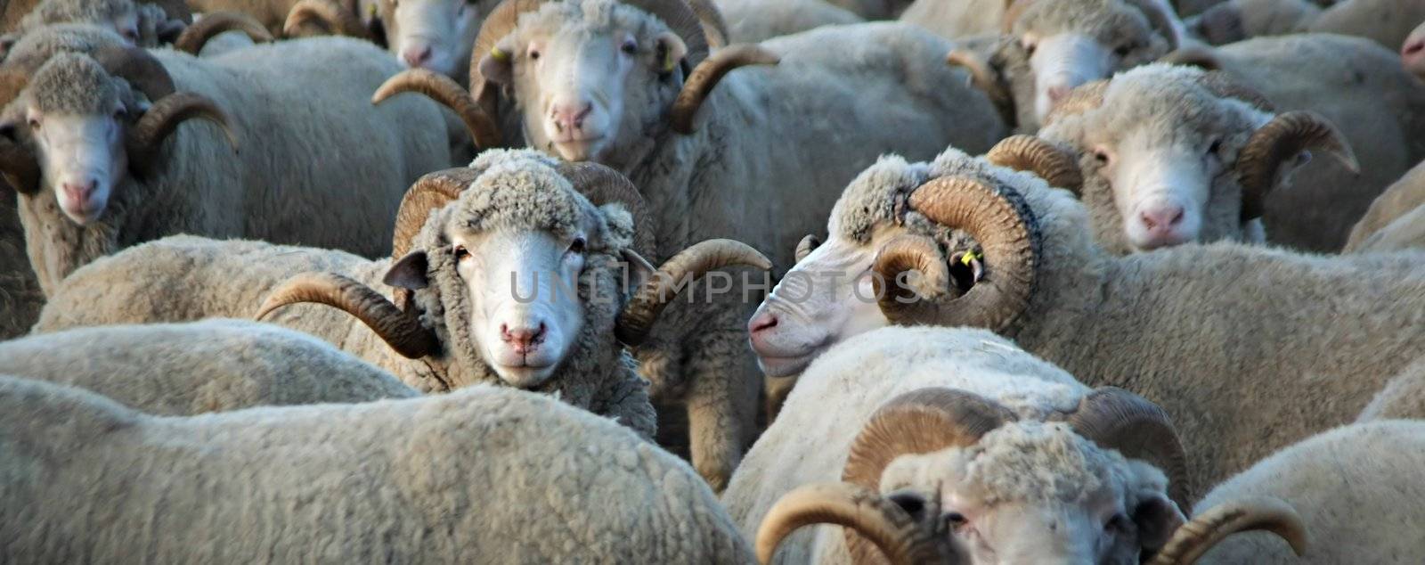 One Sheep looking at the Camera