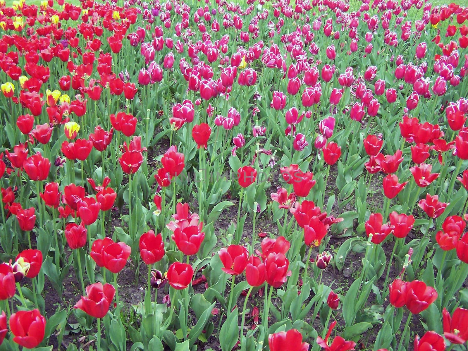 Many different tulips are blooming on the field.